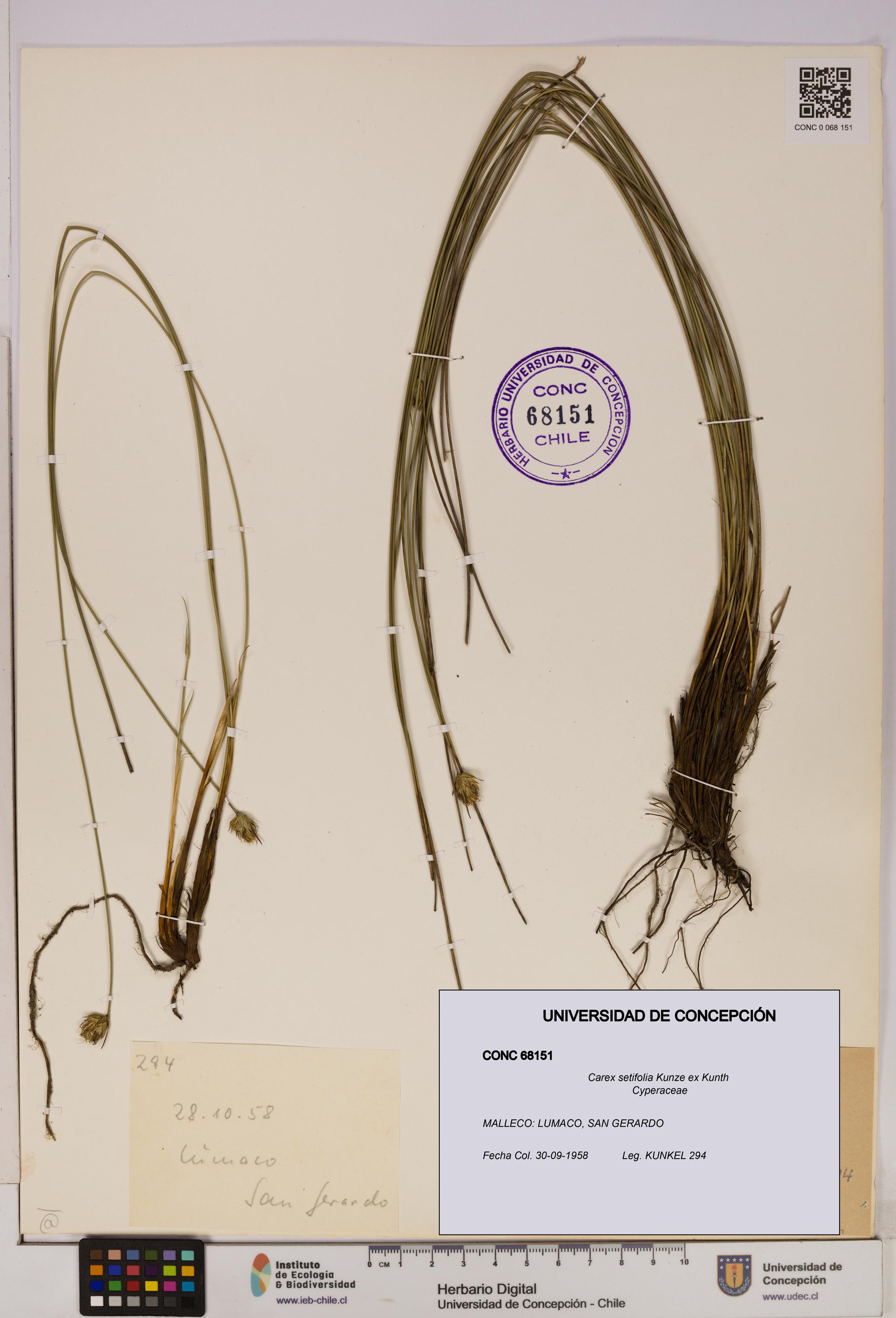 Carex setifolia [Espécimen: UDEC:CONC:0068151]