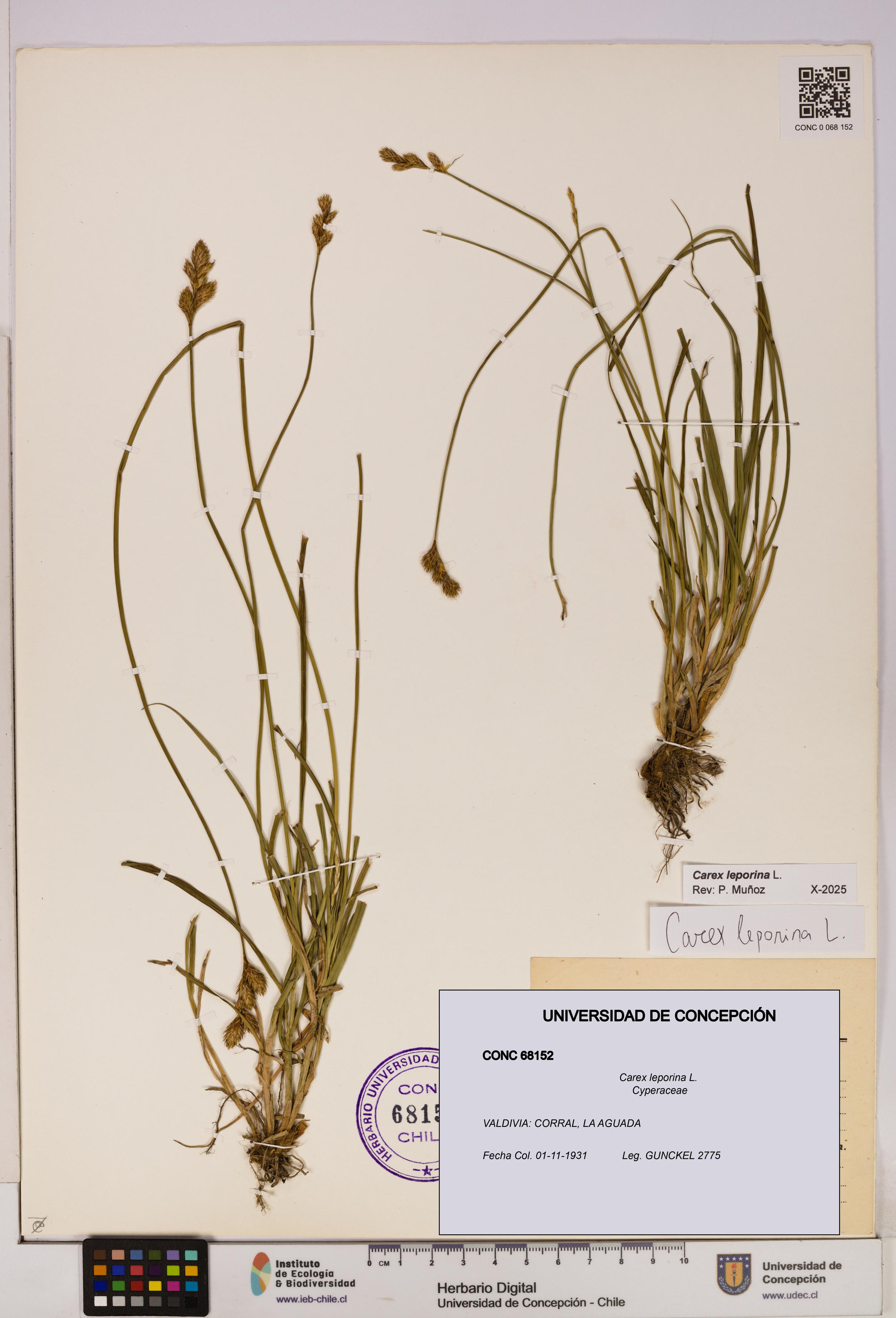 Carex leporina [Espécimen: UDEC:CONC:0068152]