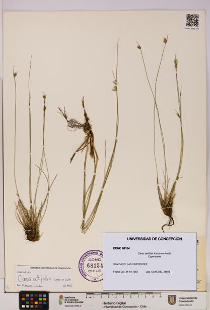 Carex setifolia [Espécimen: UDEC:CONC:0068154]