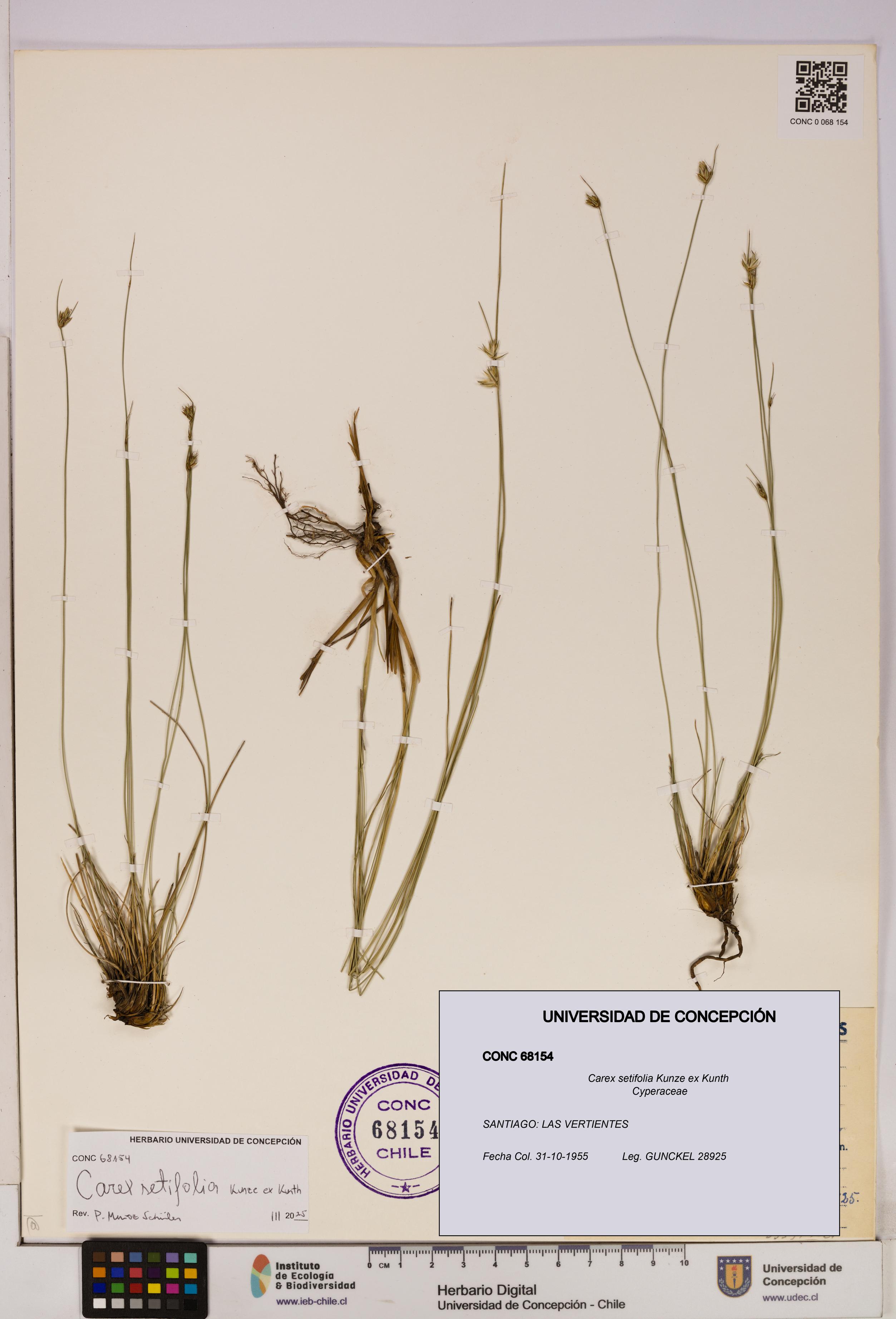 Carex setifolia [Espécimen: UDEC:CONC:0068154]