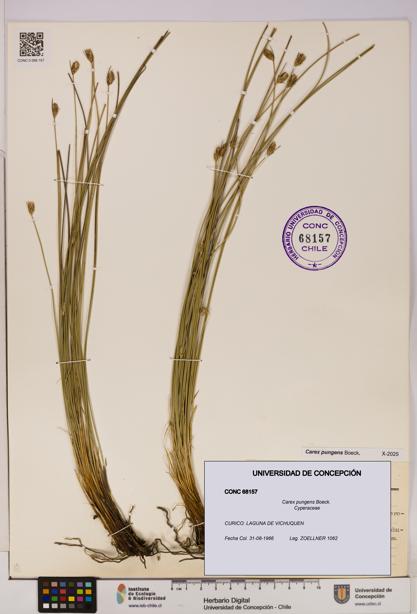 Carex pungens [Espécimen: UDEC:CONC:0068157]