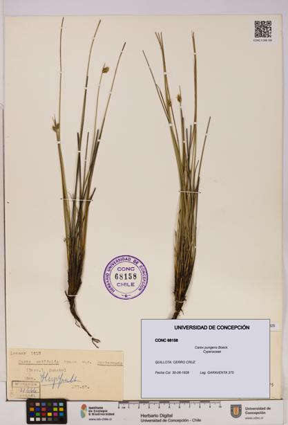 Carex pungens [Espécimen: UDEC:CONC:0068158]