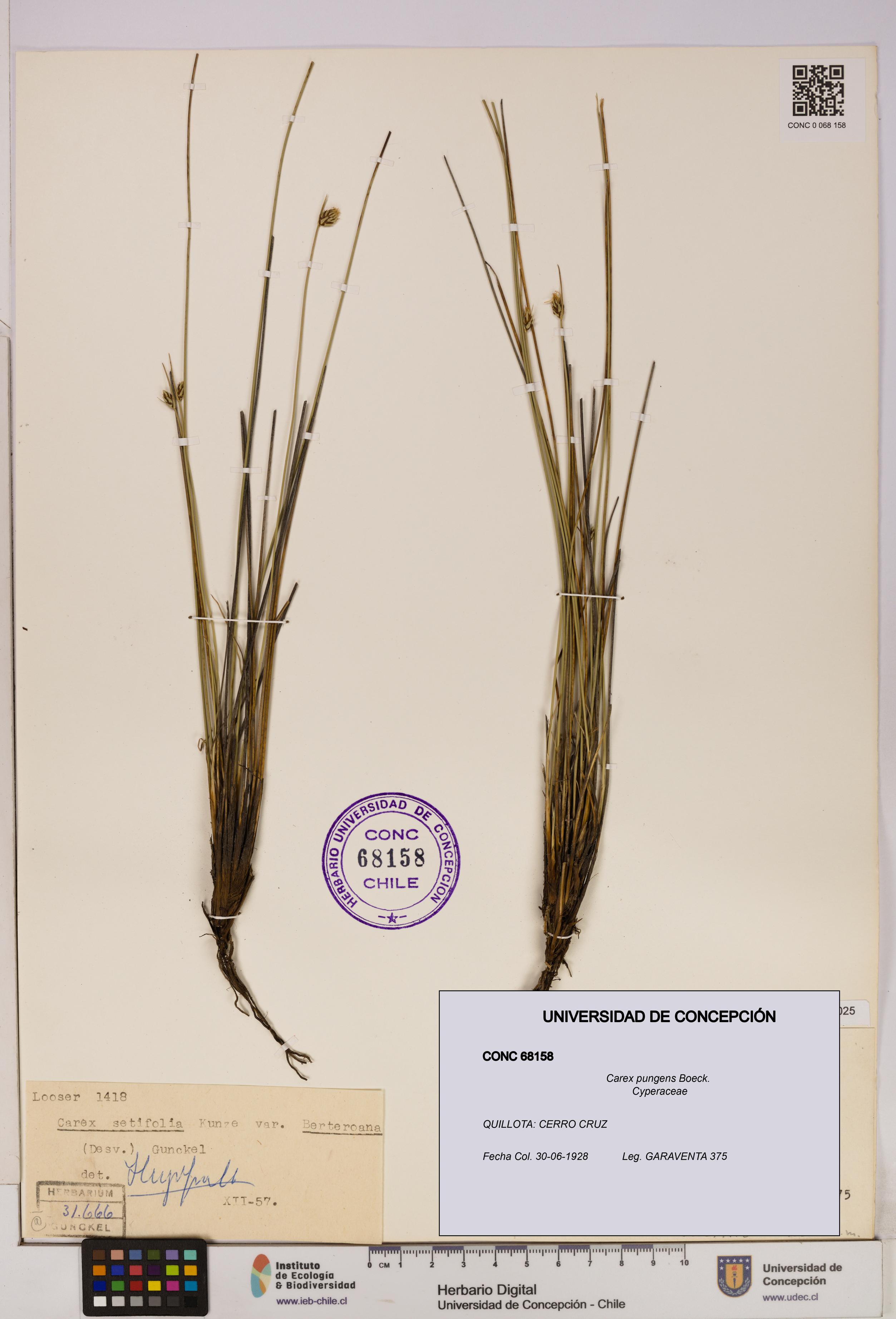 Carex pungens [Espécimen: UDEC:CONC:0068158]