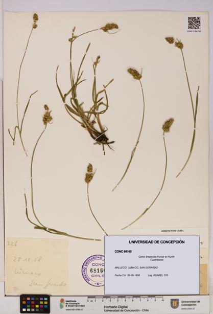 Carex bracteosa [Espécimen: UDEC:CONC:0068160]