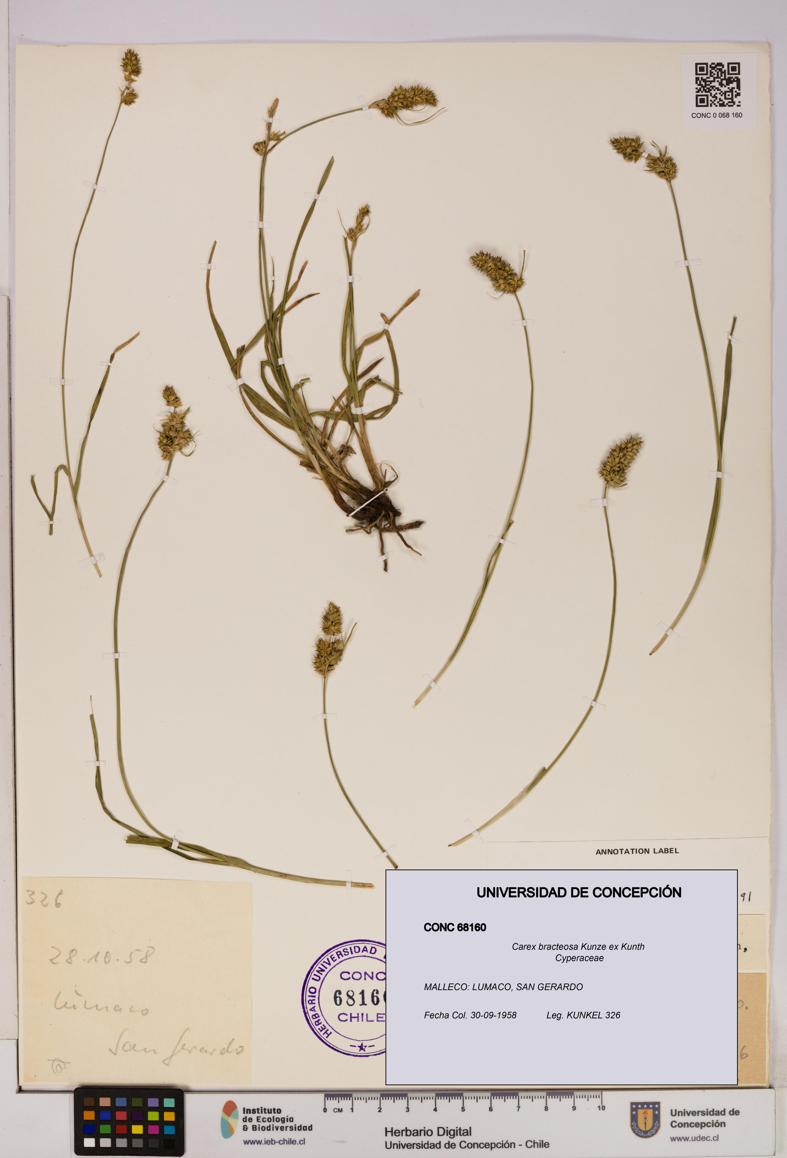 Carex bracteosa [Espécimen: UDEC:CONC:0068160]