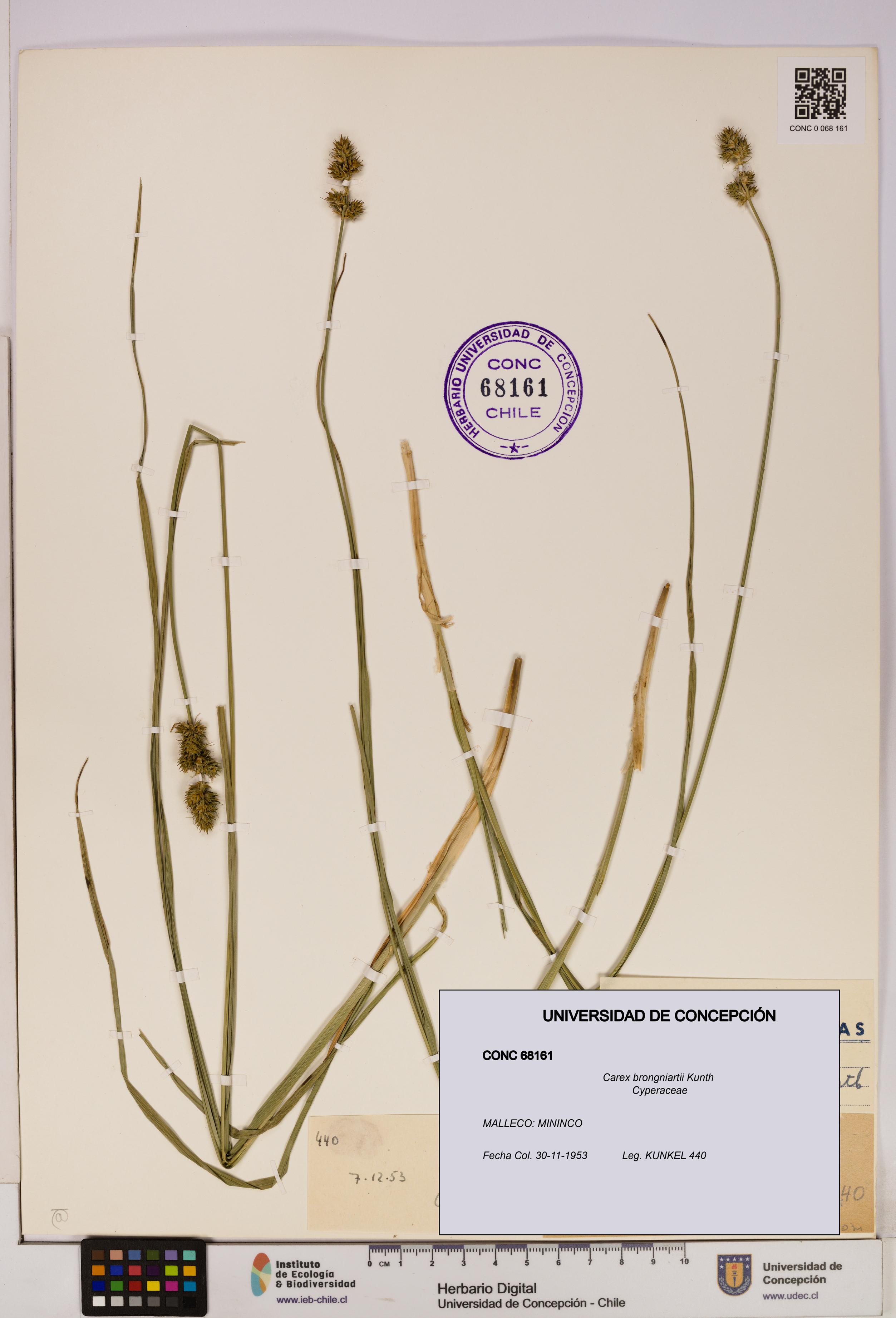 Carex brongniartii [Espécimen: UDEC:CONC:0068161]