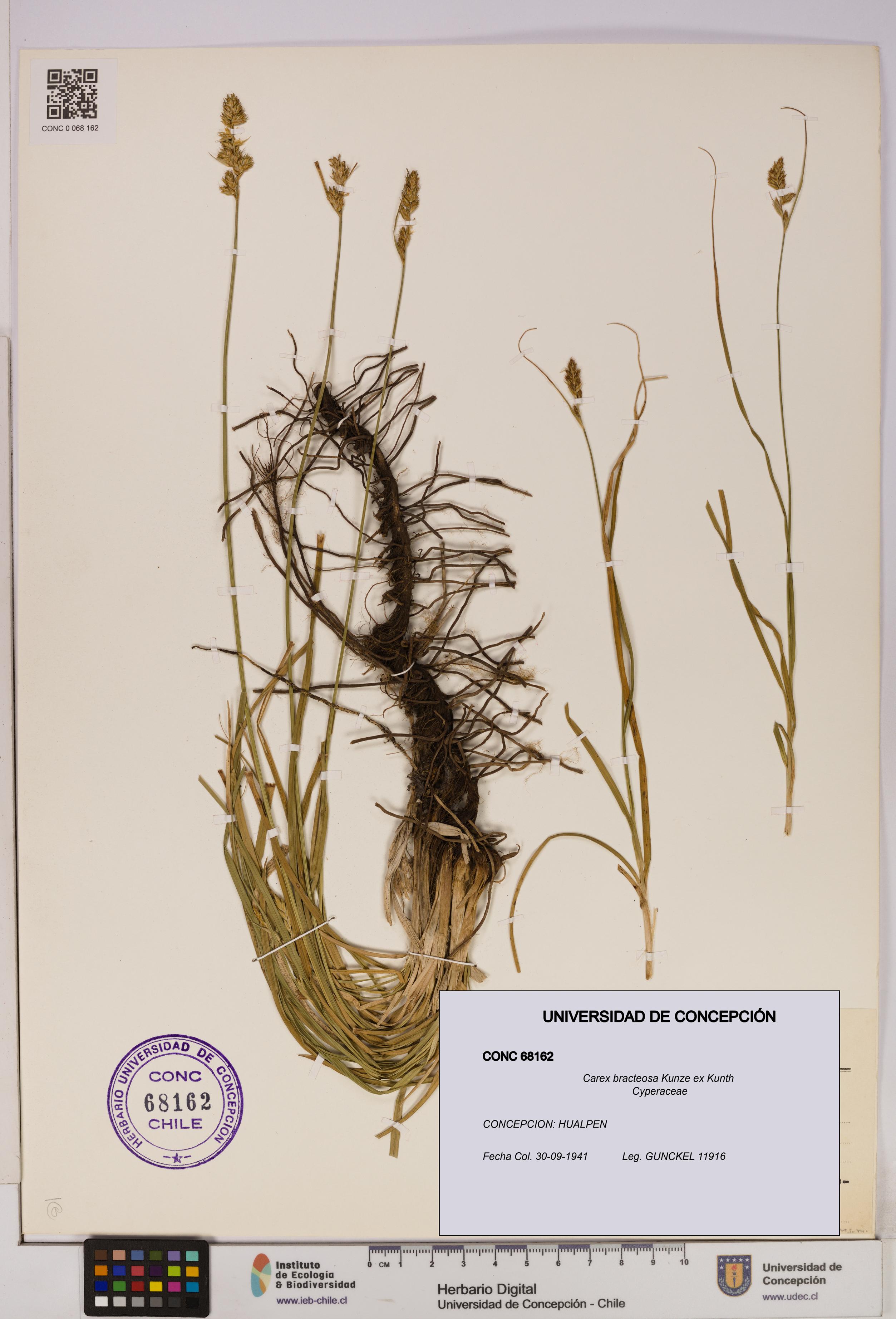 Carex bracteosa [Espécimen: UDEC:CONC:0068162]