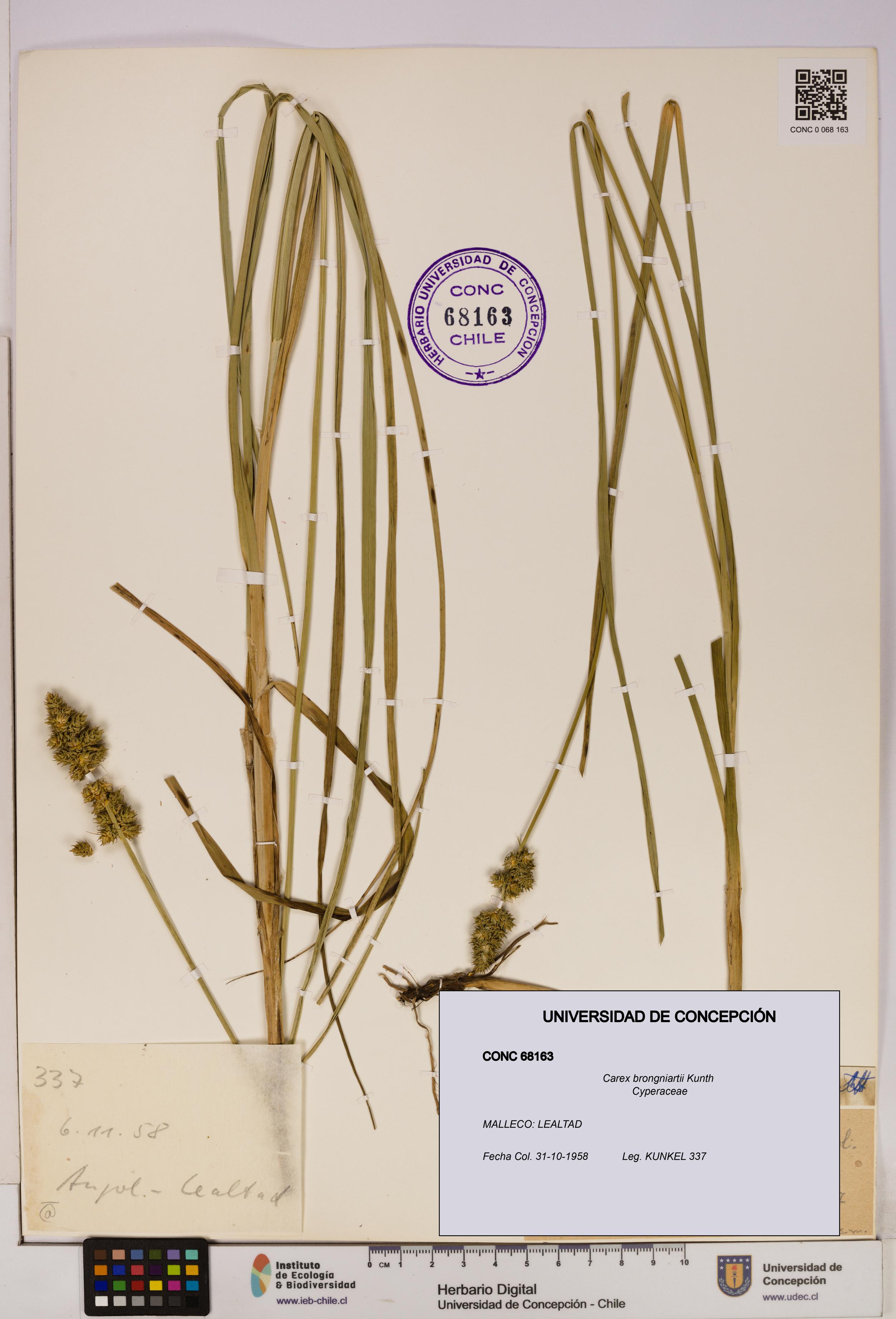 Carex brongniartii [Espécimen: UDEC:CONC:0068163]