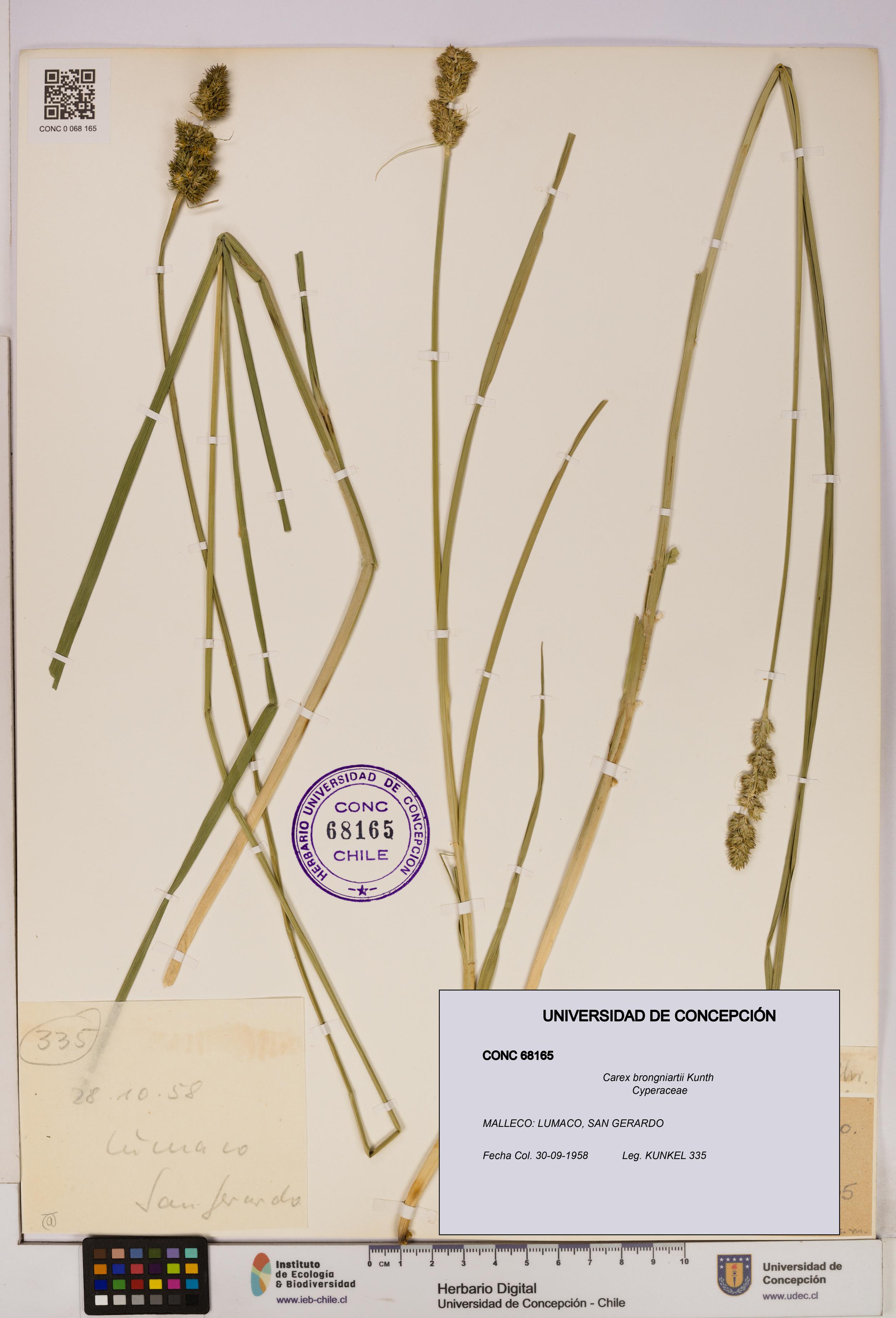 Carex brongniartii [Espécimen: UDEC:CONC:0068165]