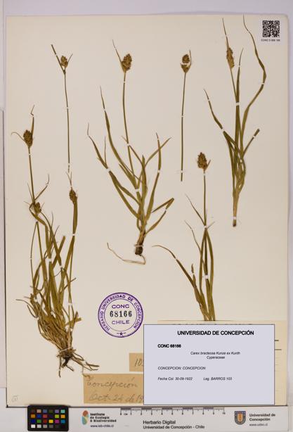 Carex bracteosa [Espécimen: UDEC:CONC:0068166]