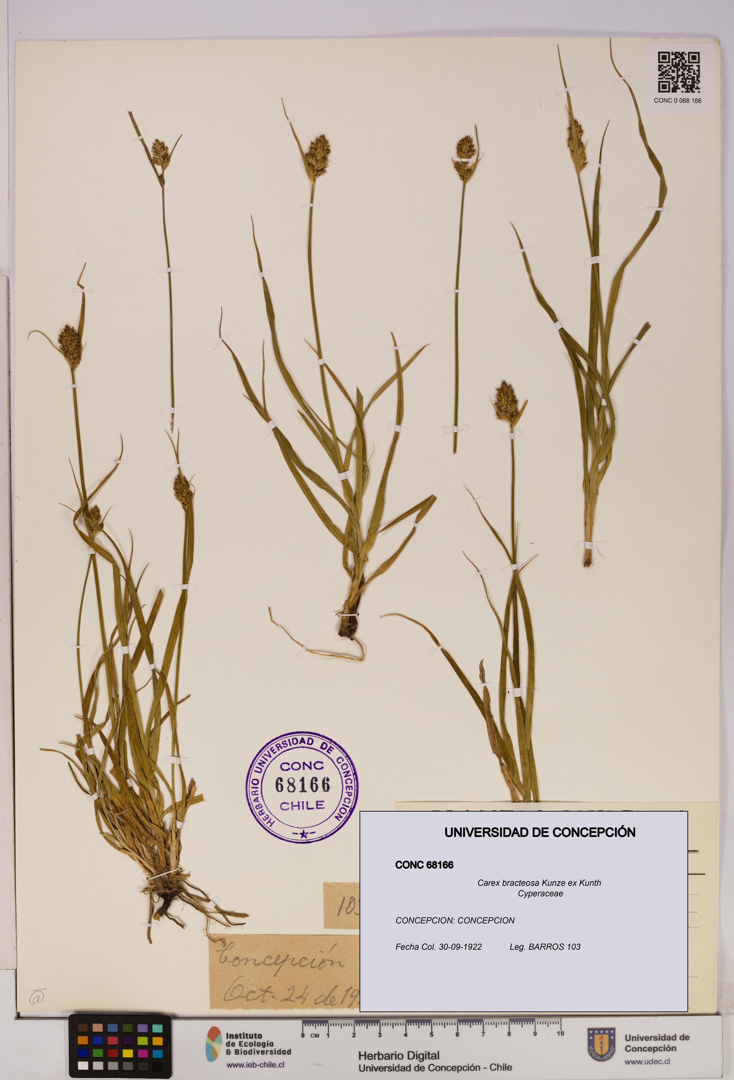 Carex bracteosa [Espécimen: UDEC:CONC:0068166]