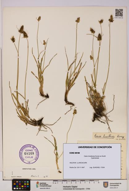 Carex bracteosa [Espécimen: UDEC:CONC:0068168]