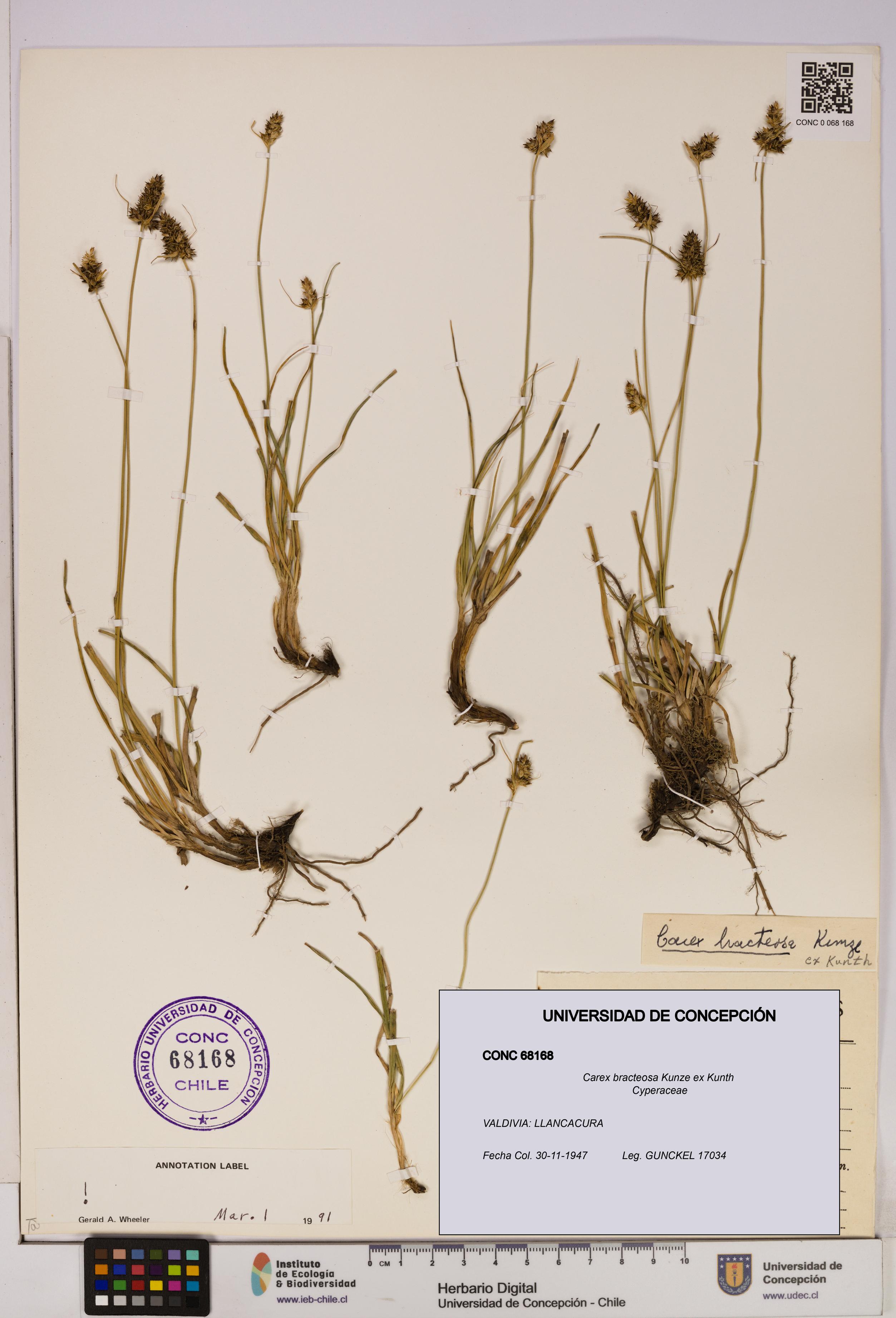 Carex bracteosa [Espécimen: UDEC:CONC:0068168]