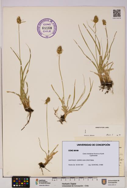 Carex bracteosa [Espécimen: UDEC:CONC:0068169]