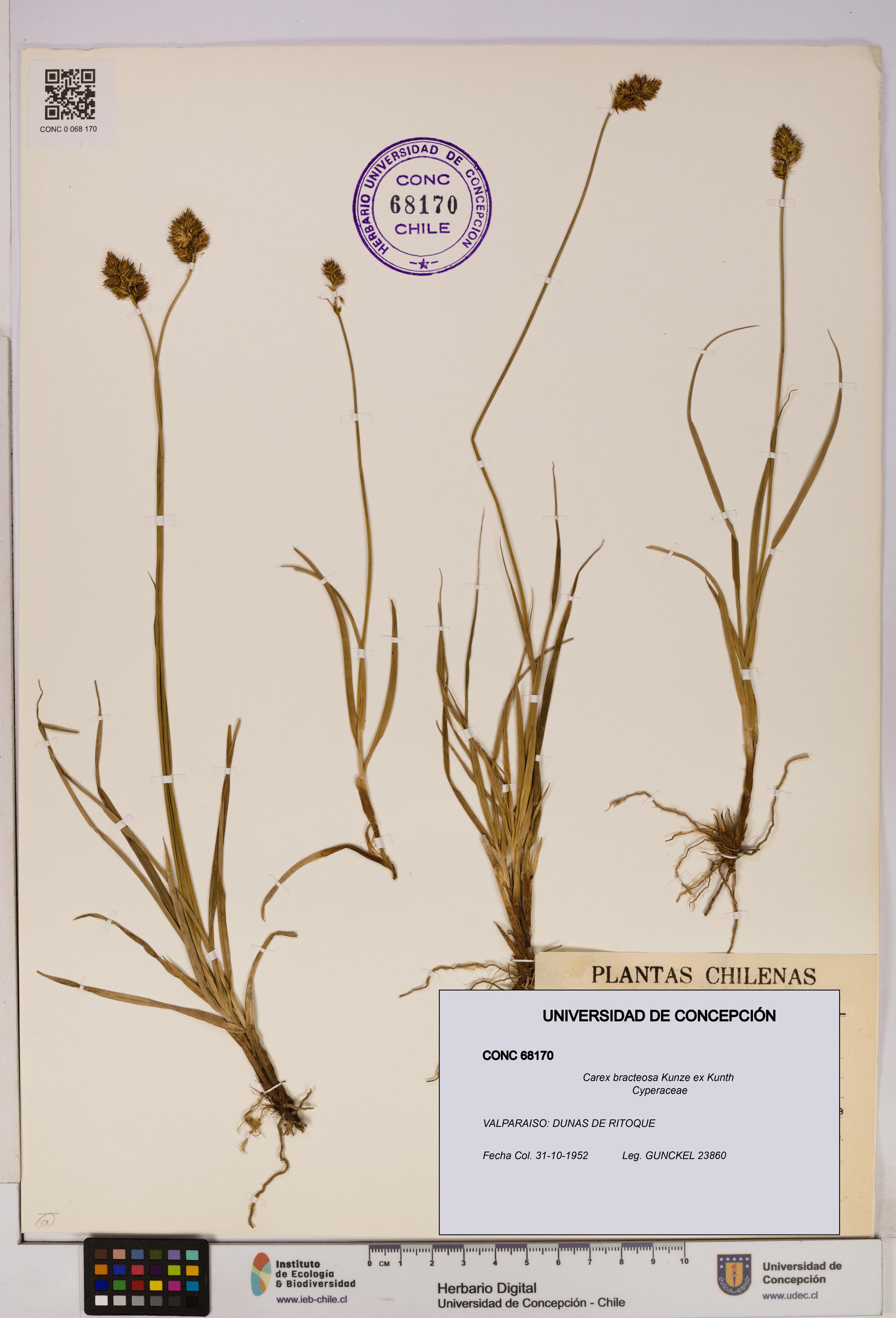 Carex bracteosa [Espécimen: UDEC:CONC:0068170]