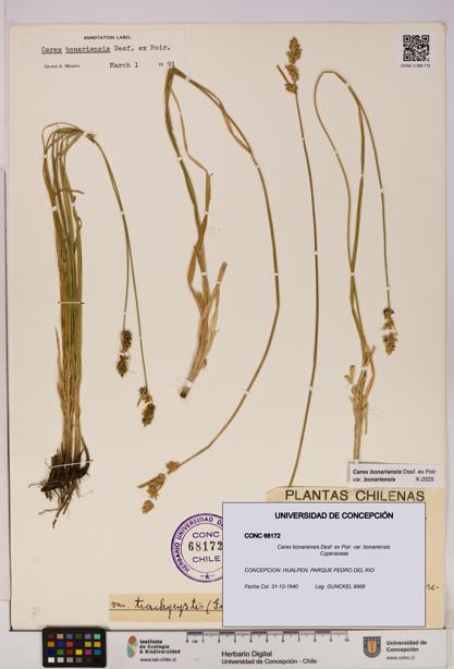 Carex bonariensis var. bonariensis [Espécimen: UDEC:CONC:0068172]