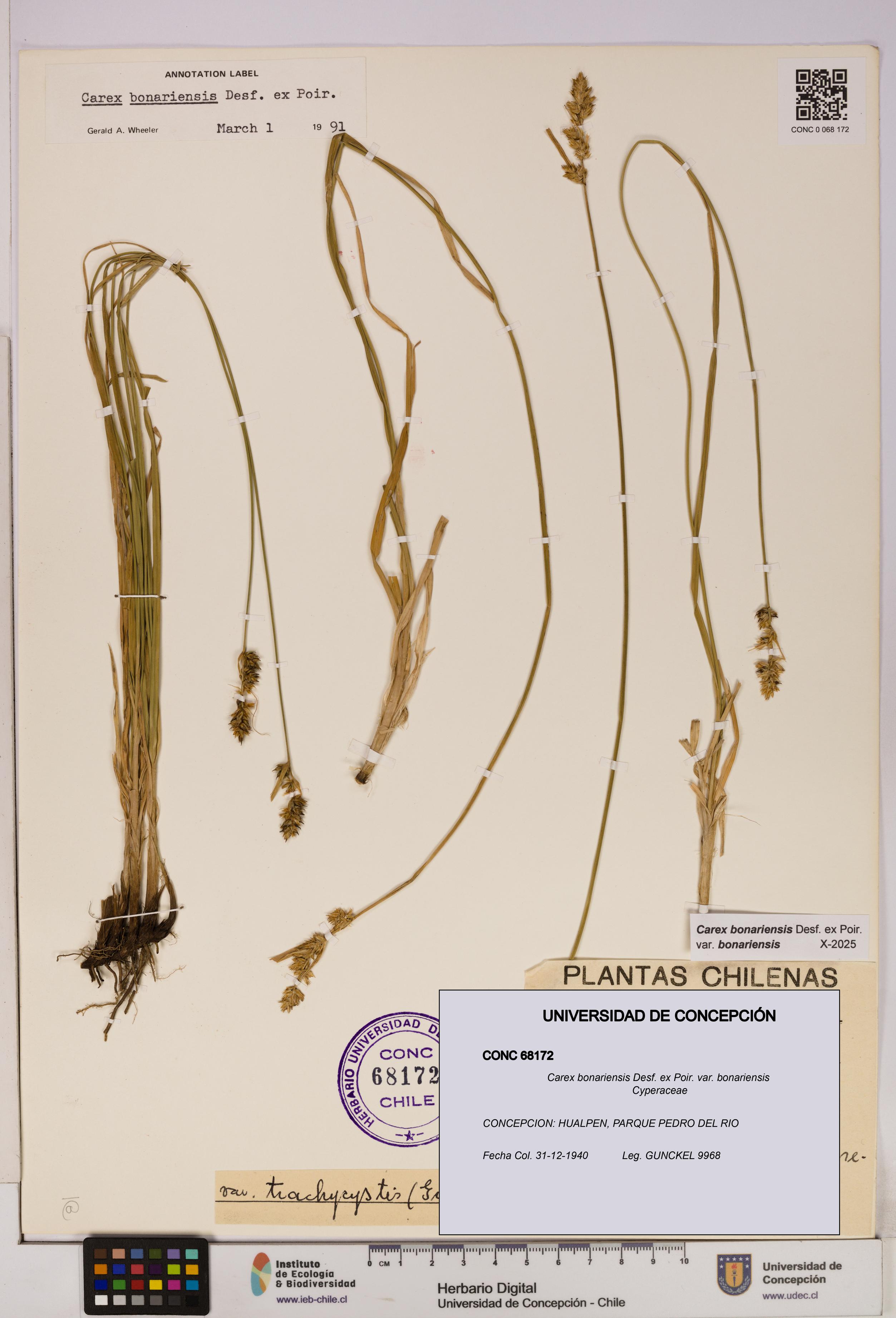 Carex bonariensis var. bonariensis [Espécimen: UDEC:CONC:0068172]
