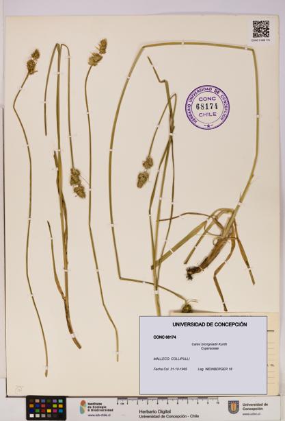 Carex brongniartii [Espécimen: UDEC:CONC:0068174]