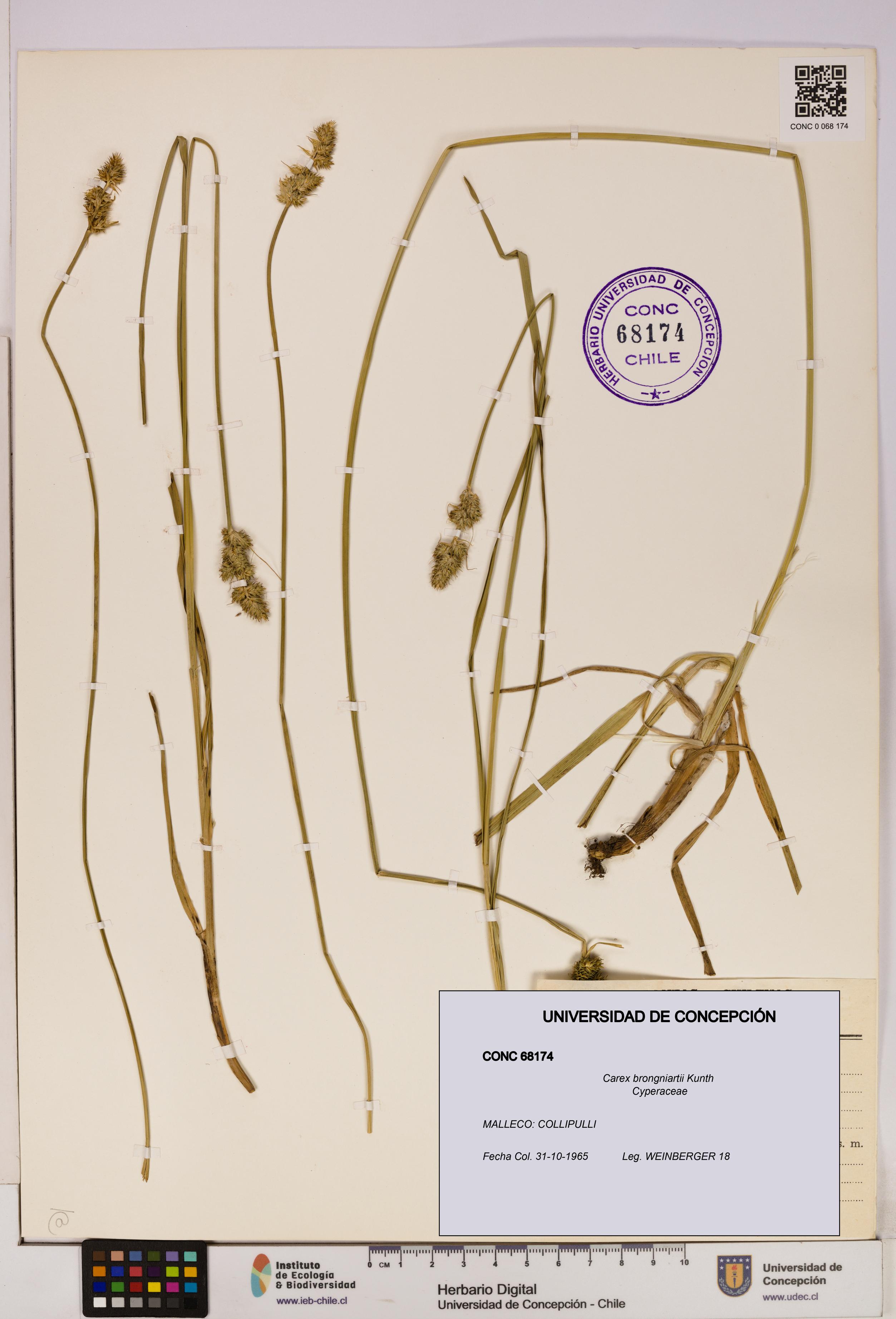 Carex brongniartii [Espécimen: UDEC:CONC:0068174]