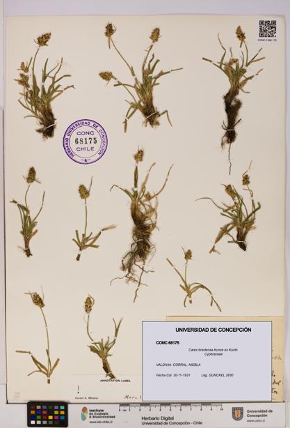 Carex bracteosa [Espécimen: UDEC:CONC:0068175]