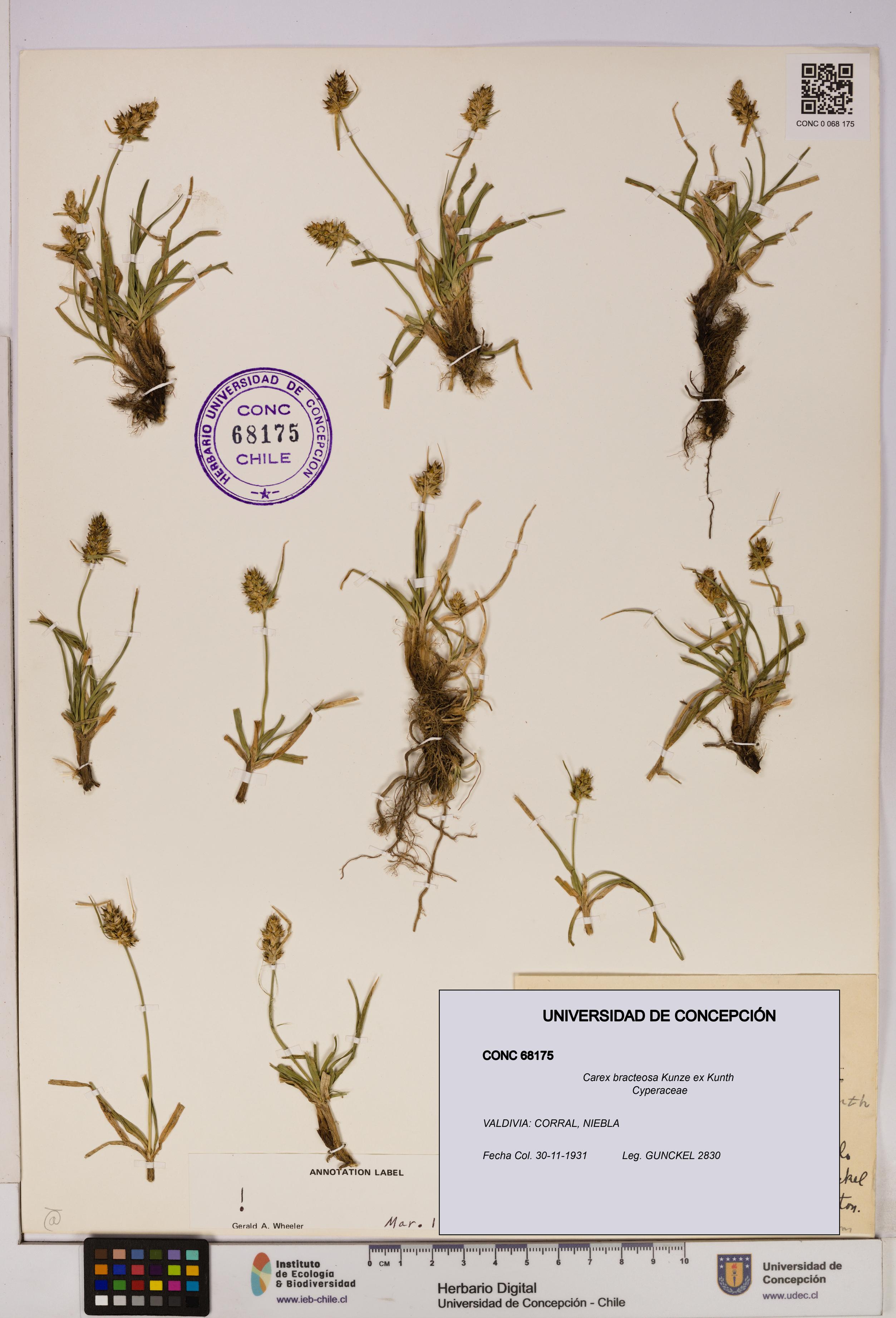 Carex bracteosa [Espécimen: UDEC:CONC:0068175]