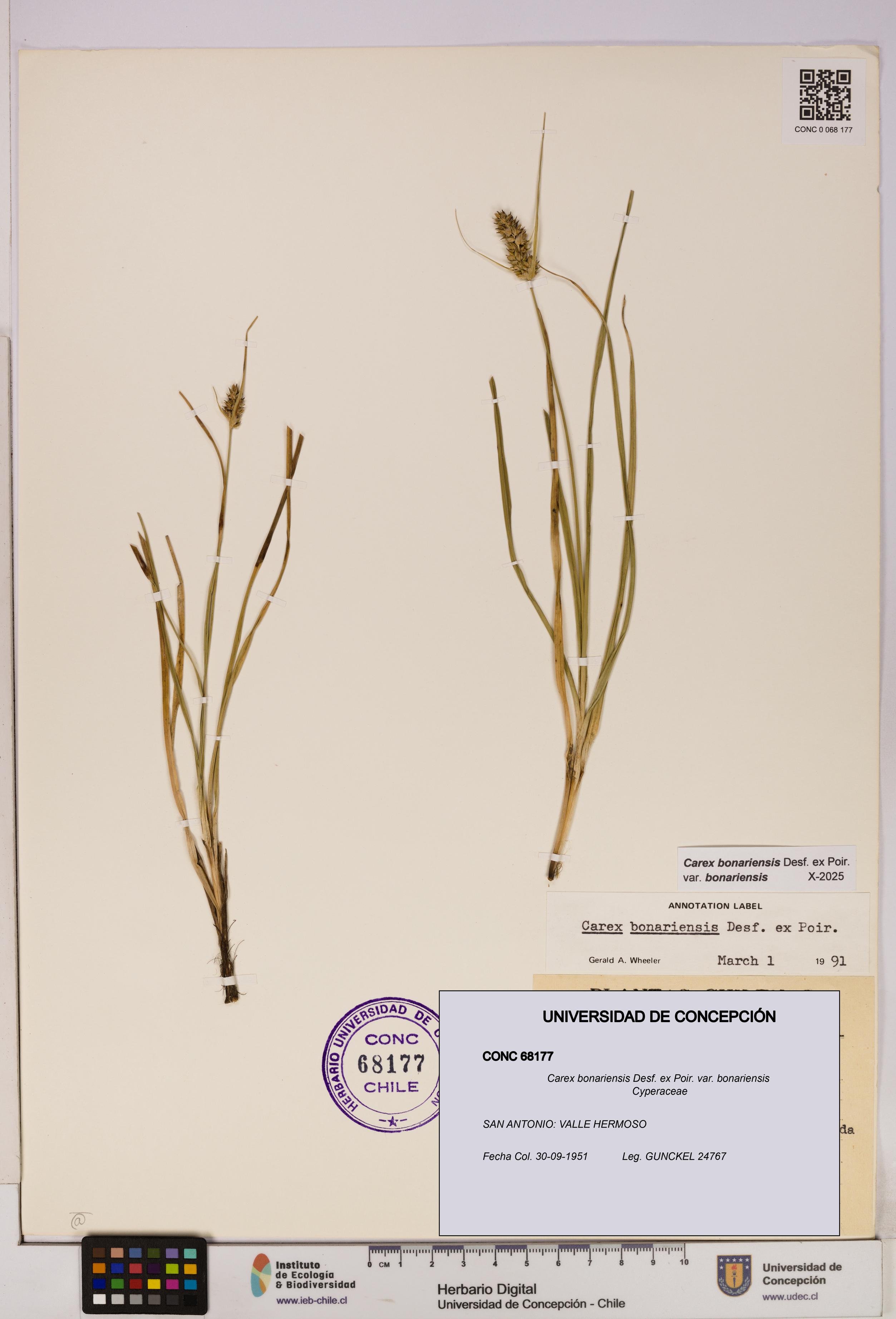 Carex bonariensis var. bonariensis [Espécimen: UDEC:CONC:0068177]