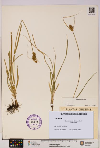 Carex bracteosa [Espécimen: UDEC:CONC:0068178]
