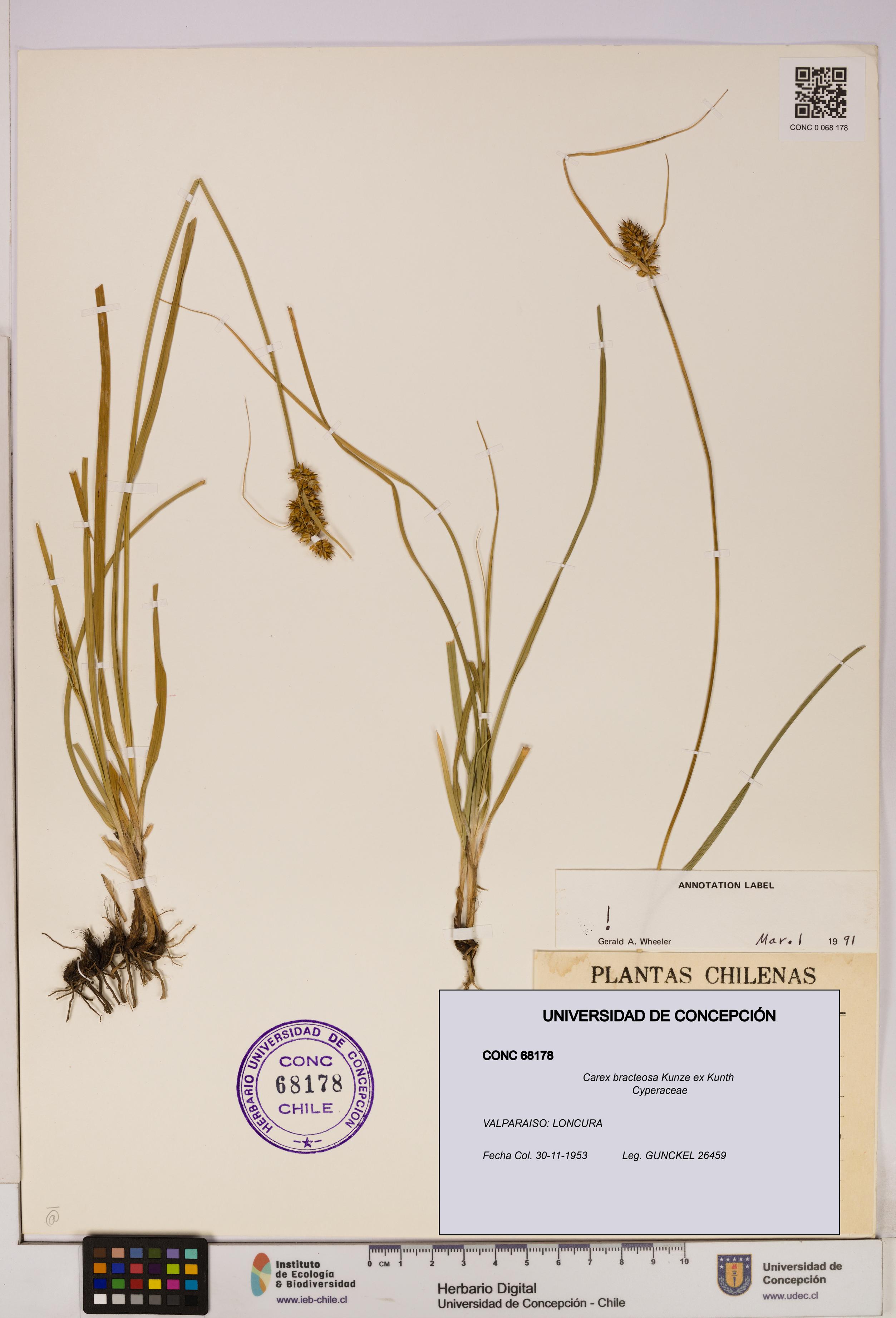 Carex bracteosa [Espécimen: UDEC:CONC:0068178]