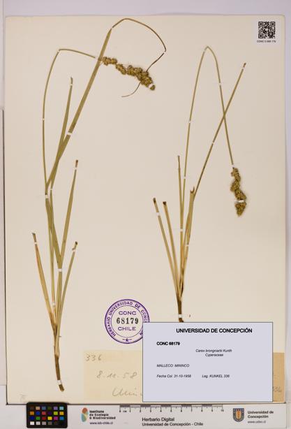 Carex brongniartii [Espécimen: UDEC:CONC:0068179]