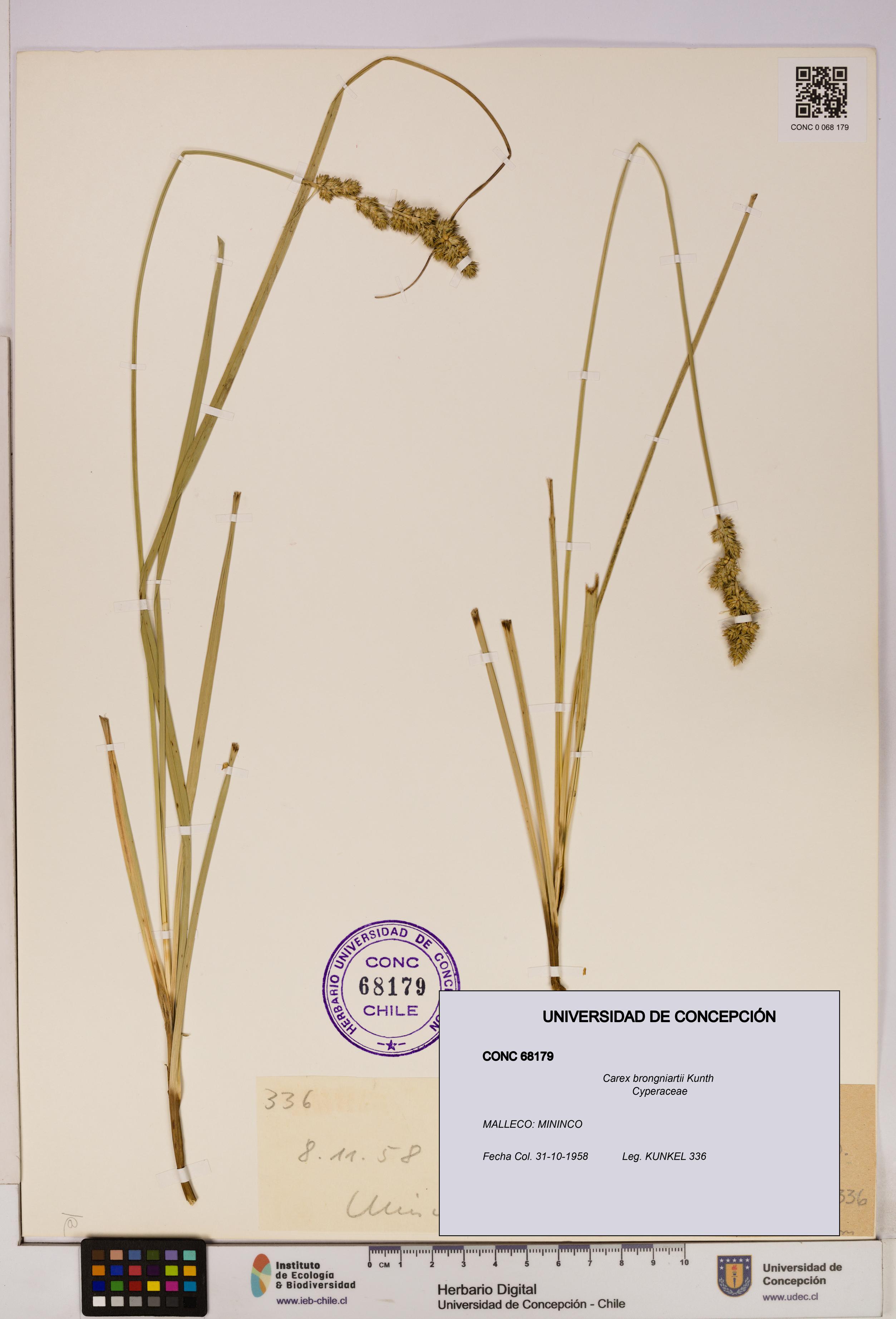 Carex brongniartii [Espécimen: UDEC:CONC:0068179]