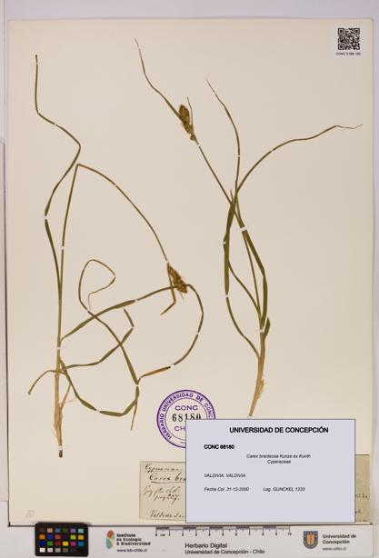 Carex bracteosa [Espécimen: UDEC:CONC:0068180]