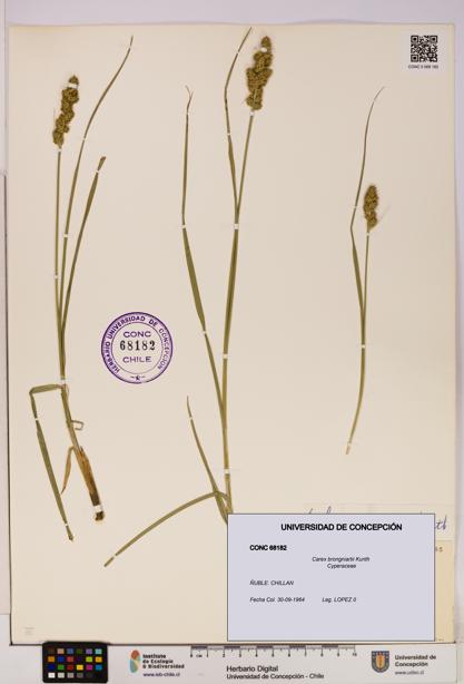 Carex brongniartii [Espécimen: UDEC:CONC:0068182]