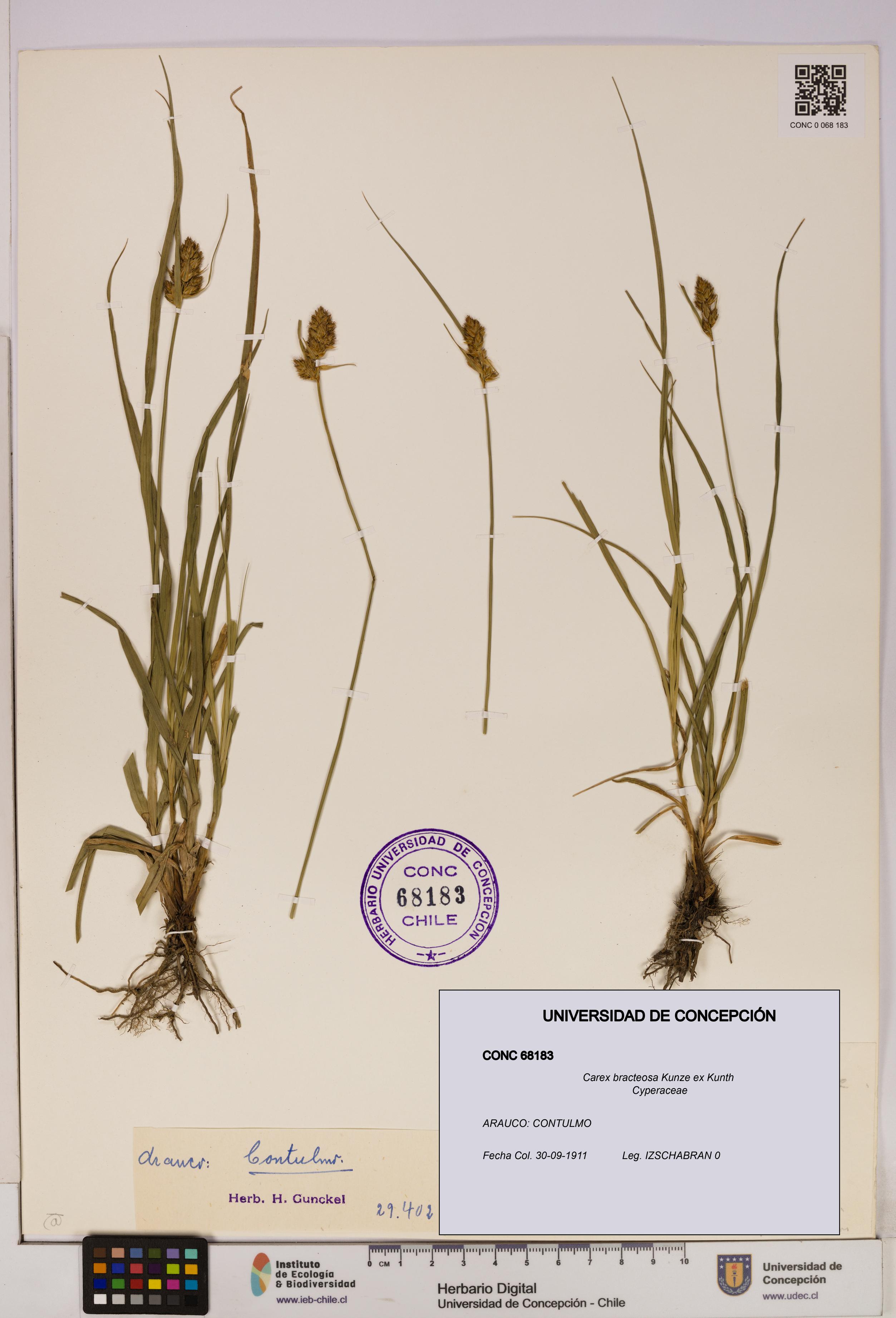 Carex bracteosa [Espécimen: UDEC:CONC:0068183]