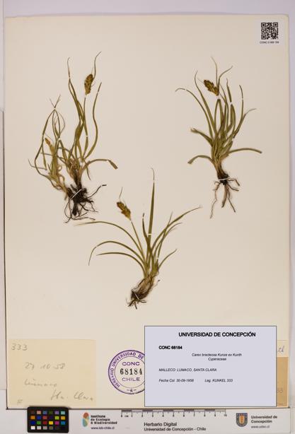 Carex bracteosa [Espécimen: UDEC:CONC:0068184]