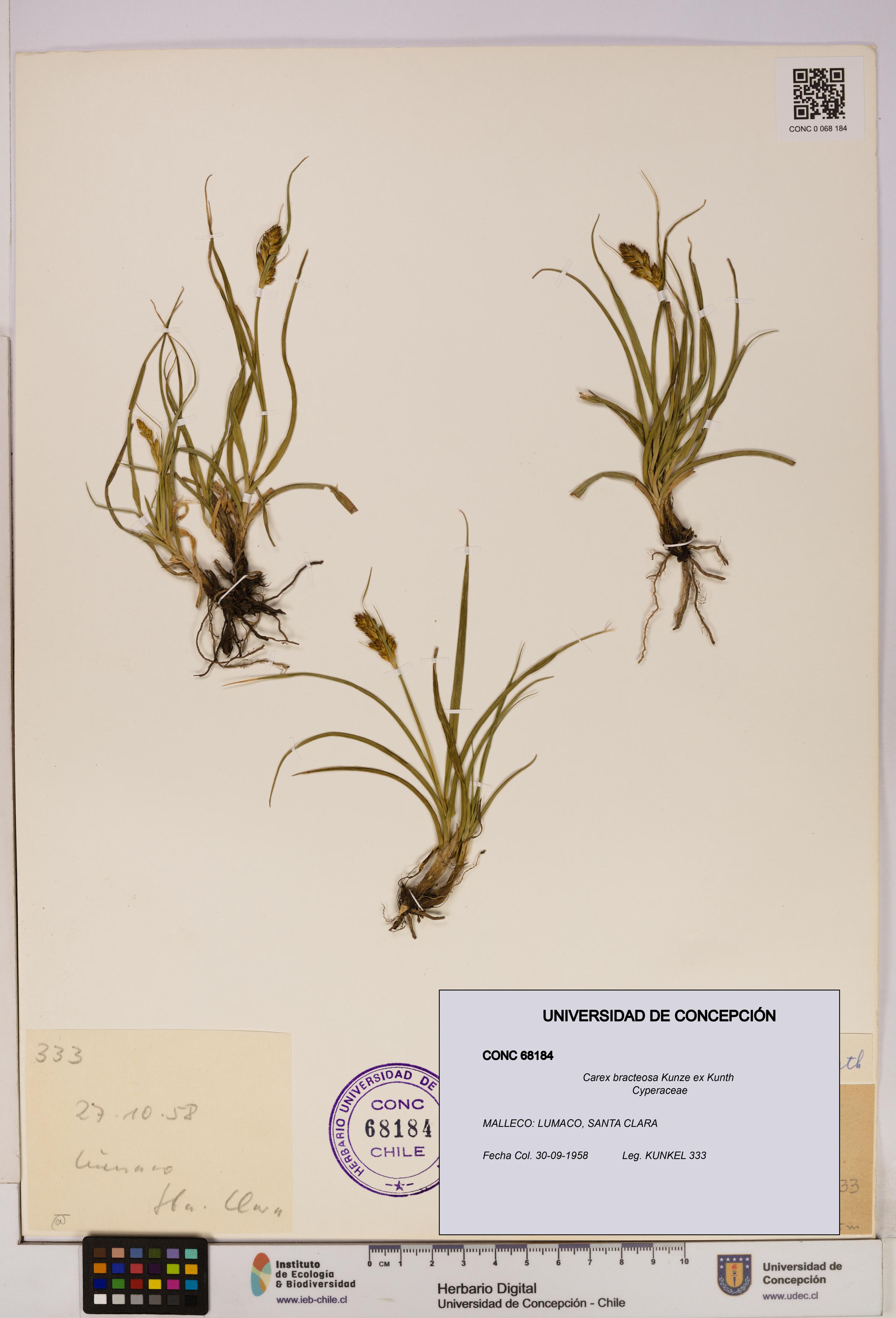 Carex bracteosa [Espécimen: UDEC:CONC:0068184]