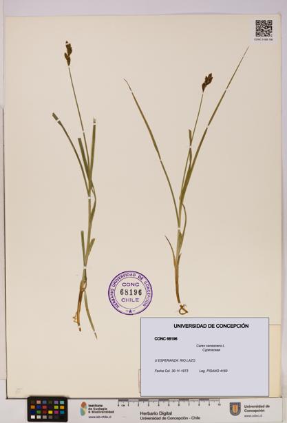 Carex canescens [Espécimen: UDEC:CONC:0068196]