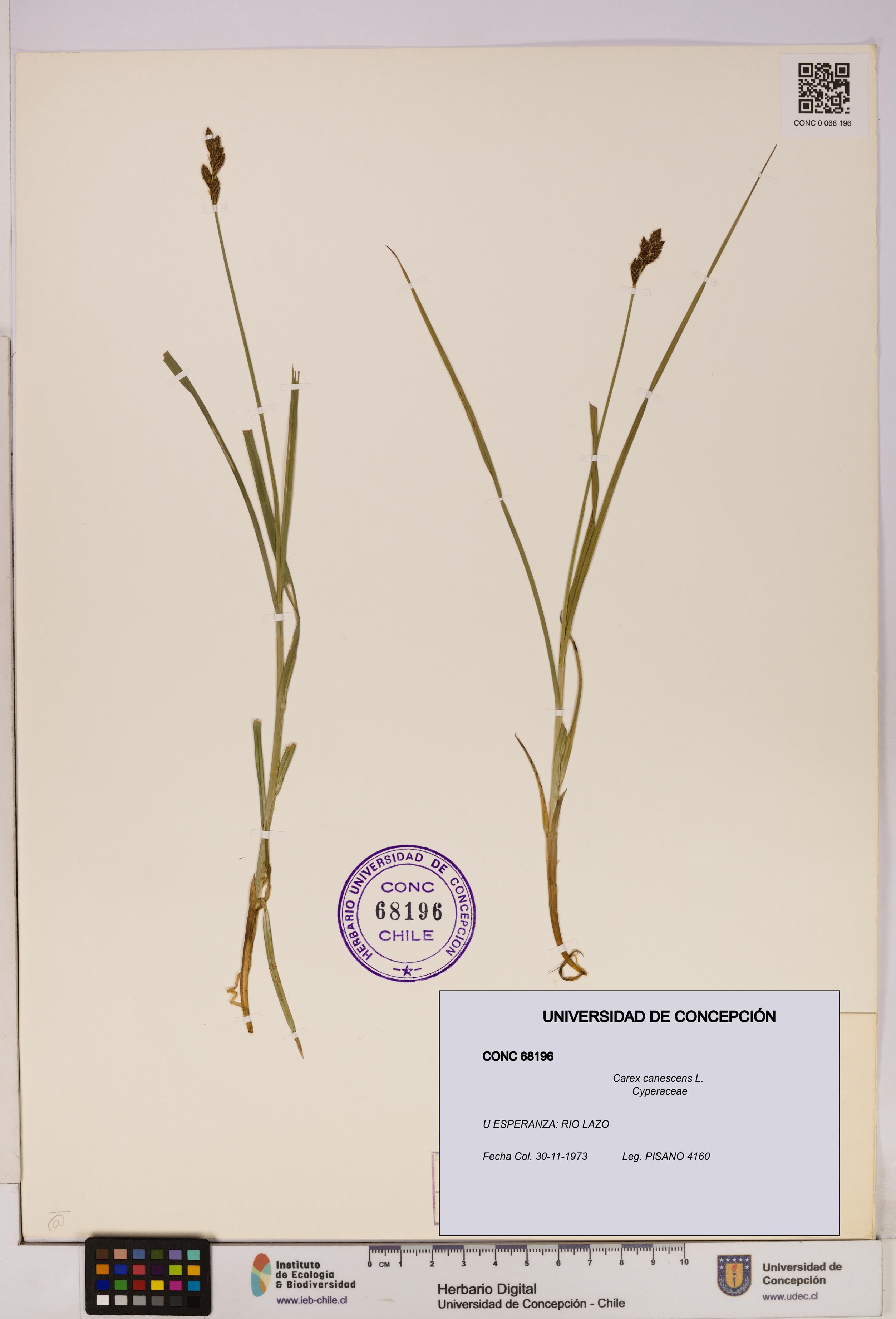 Carex canescens [Espécimen: UDEC:CONC:0068196]