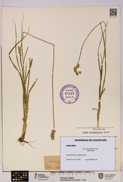 Carex brongniartii [Espécimen: UDEC:CONC:0068197]