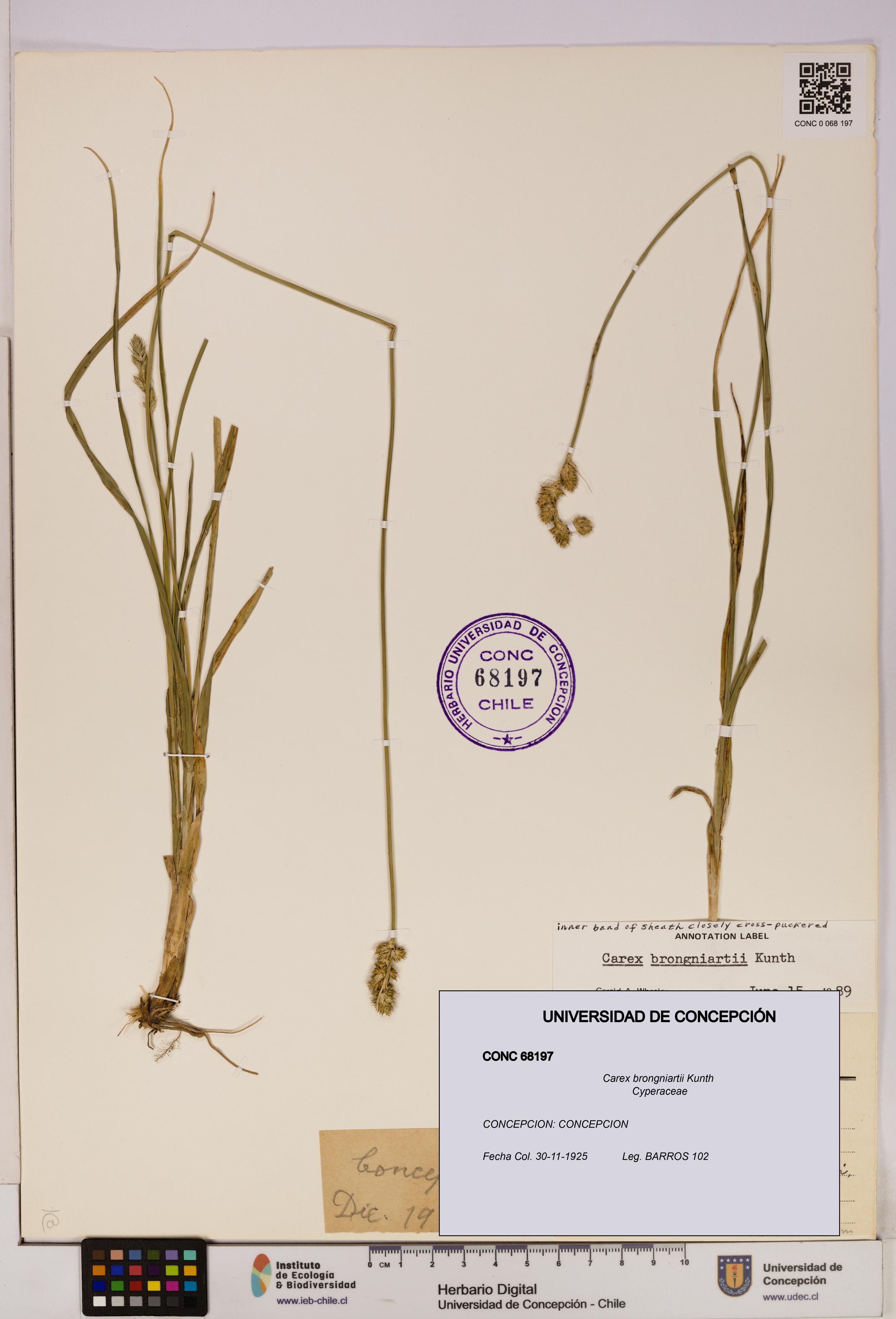 Carex brongniartii [Espécimen: UDEC:CONC:0068197]
