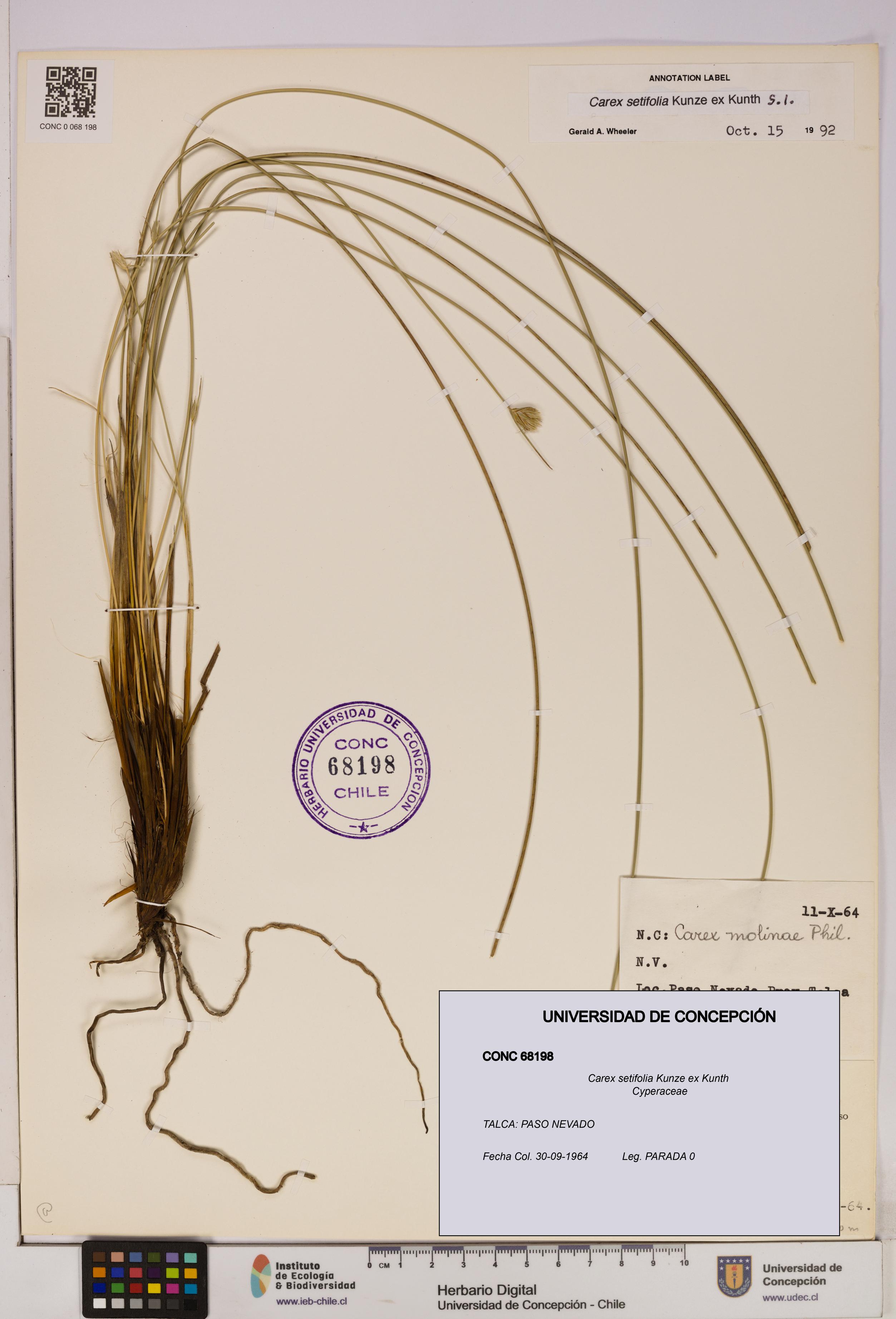 Carex setifolia [Espécimen: UDEC:CONC:0068198]