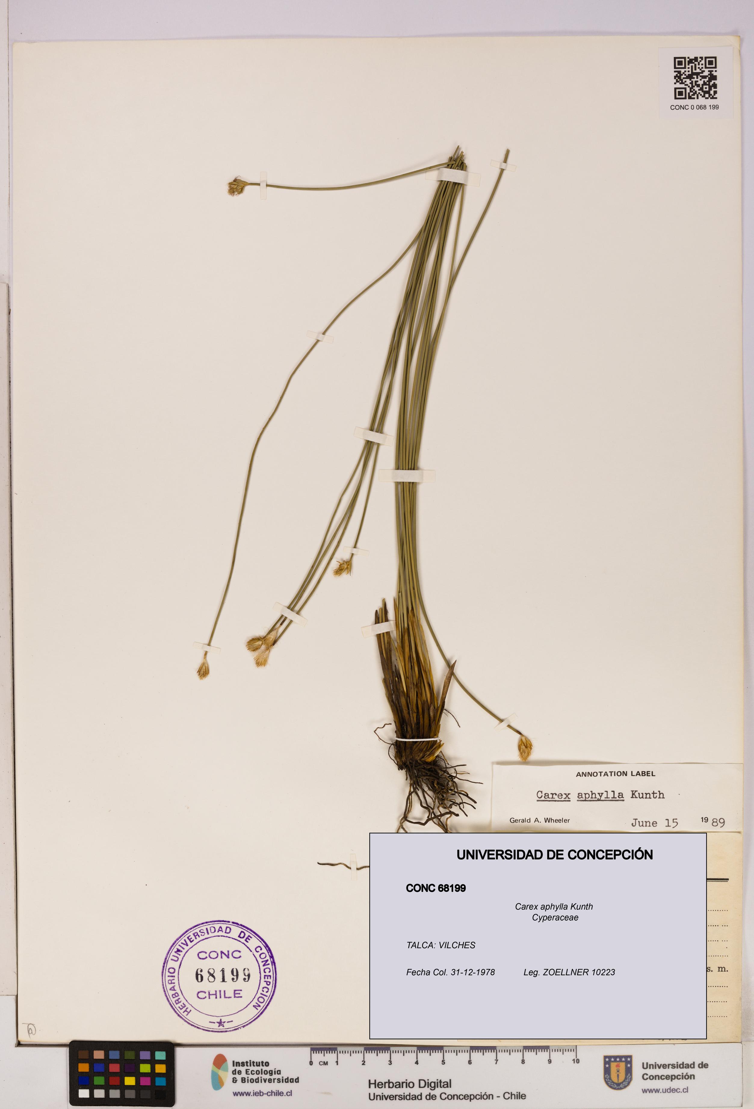 Carex aphylla [Espécimen: UDEC:CONC:0068199]