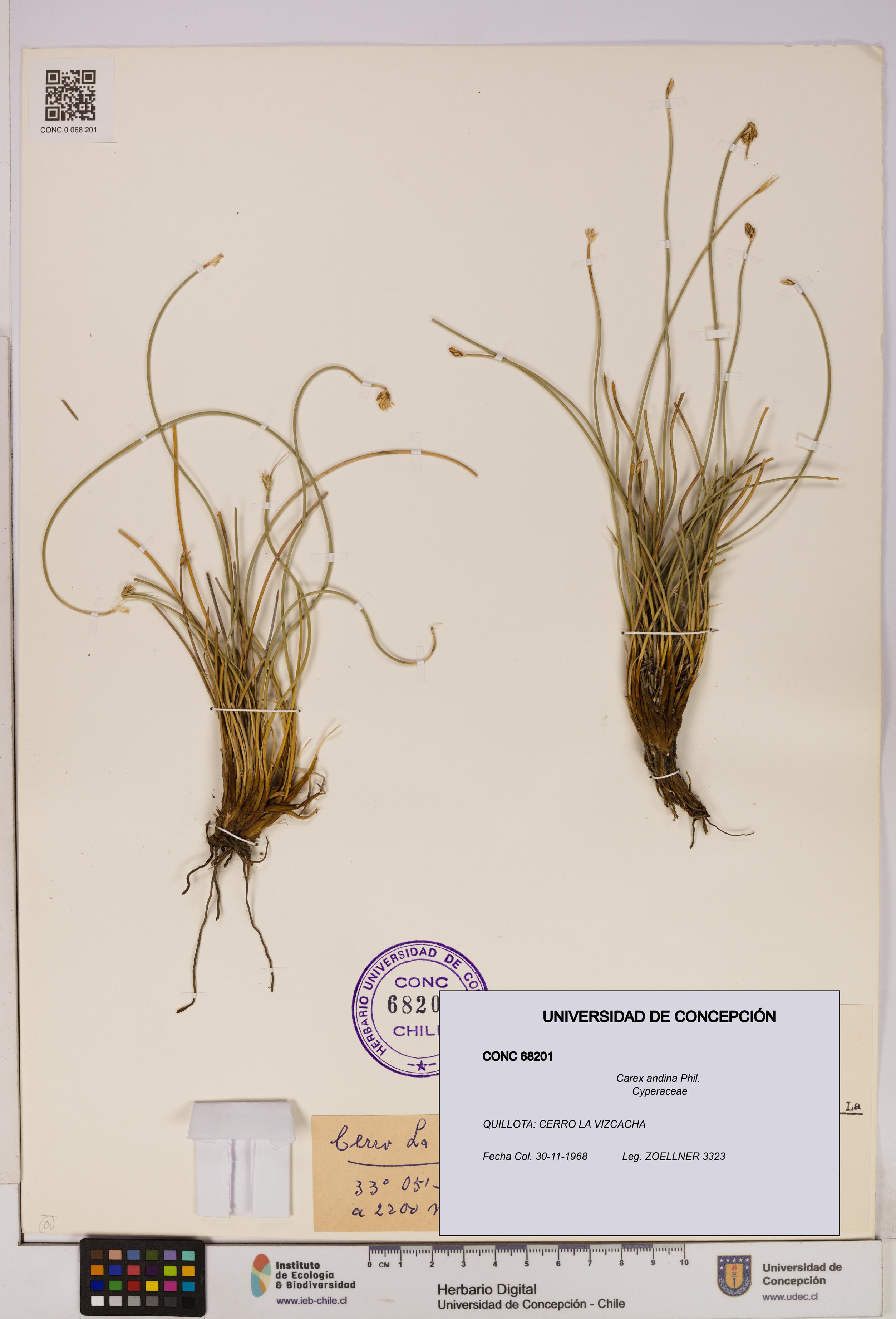 Carex andina [Espécimen: UDEC:CONC:0068201]