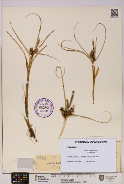 Carex pumila [Espécimen: UDEC:CONC:0068202]