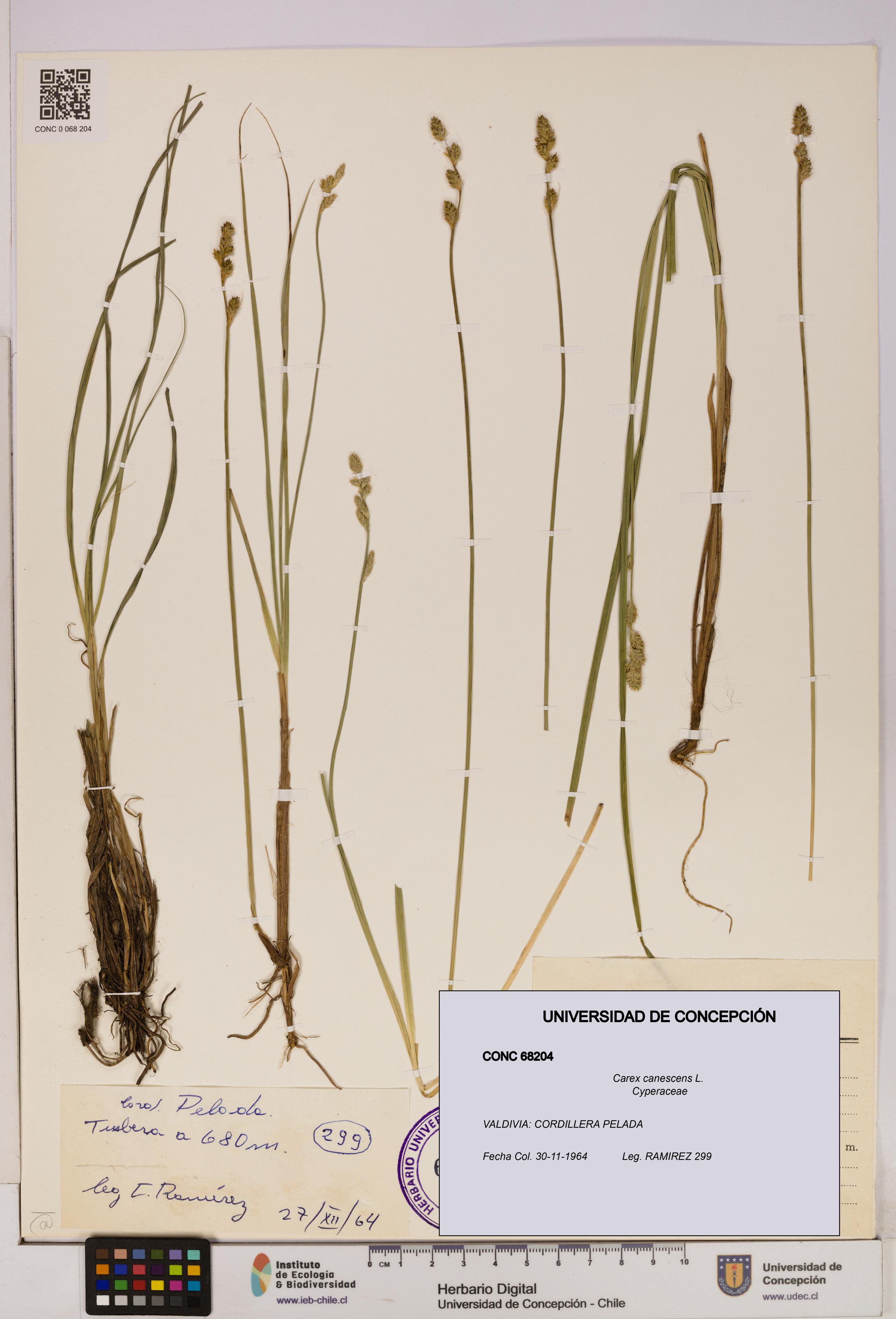 Carex canescens [Espécimen: UDEC:CONC:0068204]