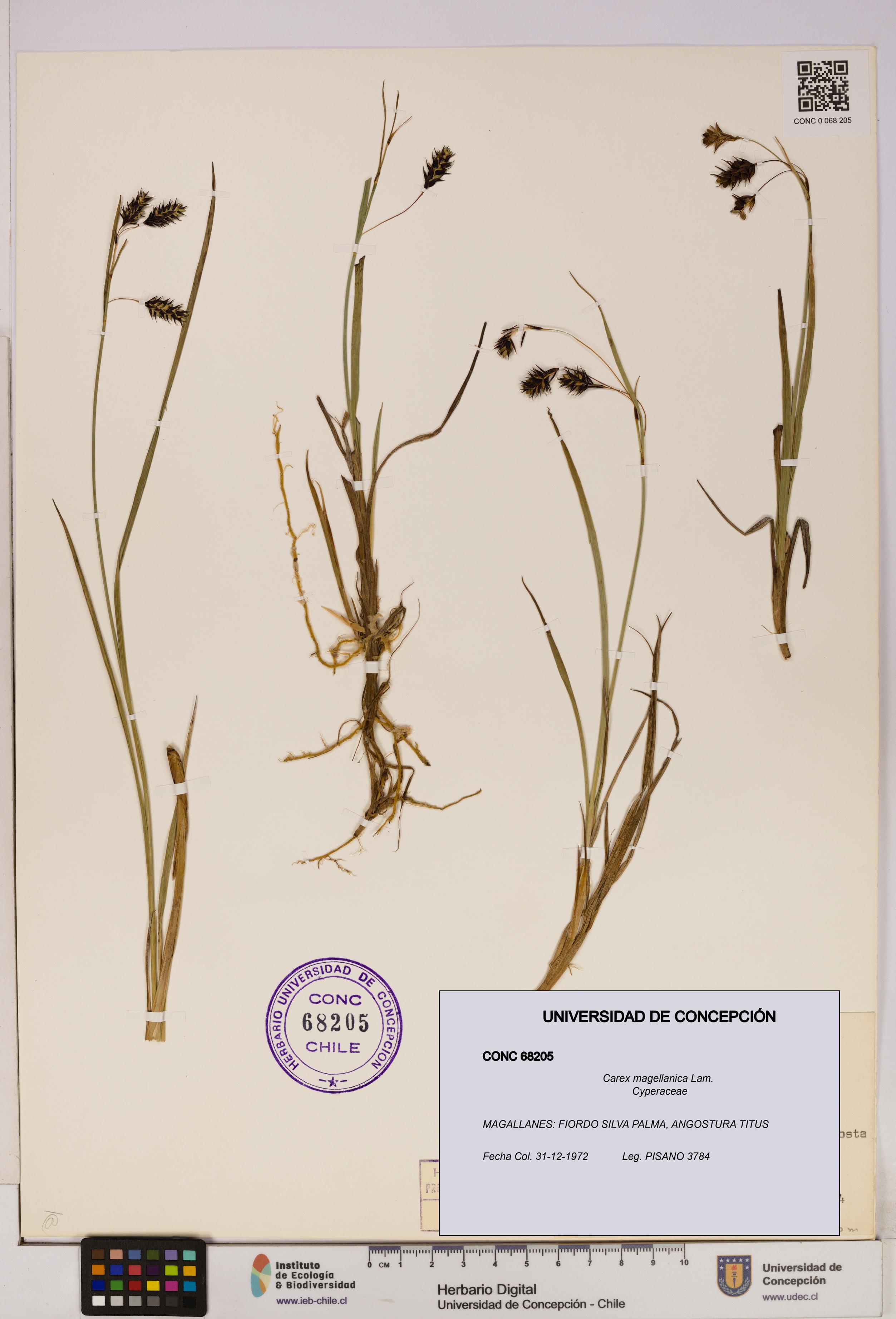 Carex magellanica [Espécimen: UDEC:CONC:0068205]