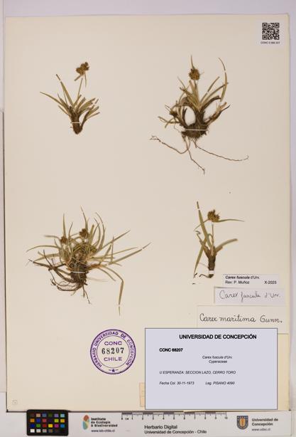 Carex fuscula [Espécimen: UDEC:CONC:0068207]