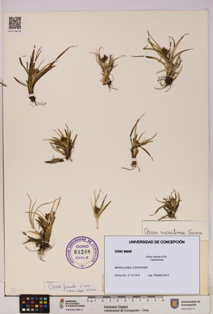 Carex fuscula [Espécimen: UDEC:CONC:0068208]