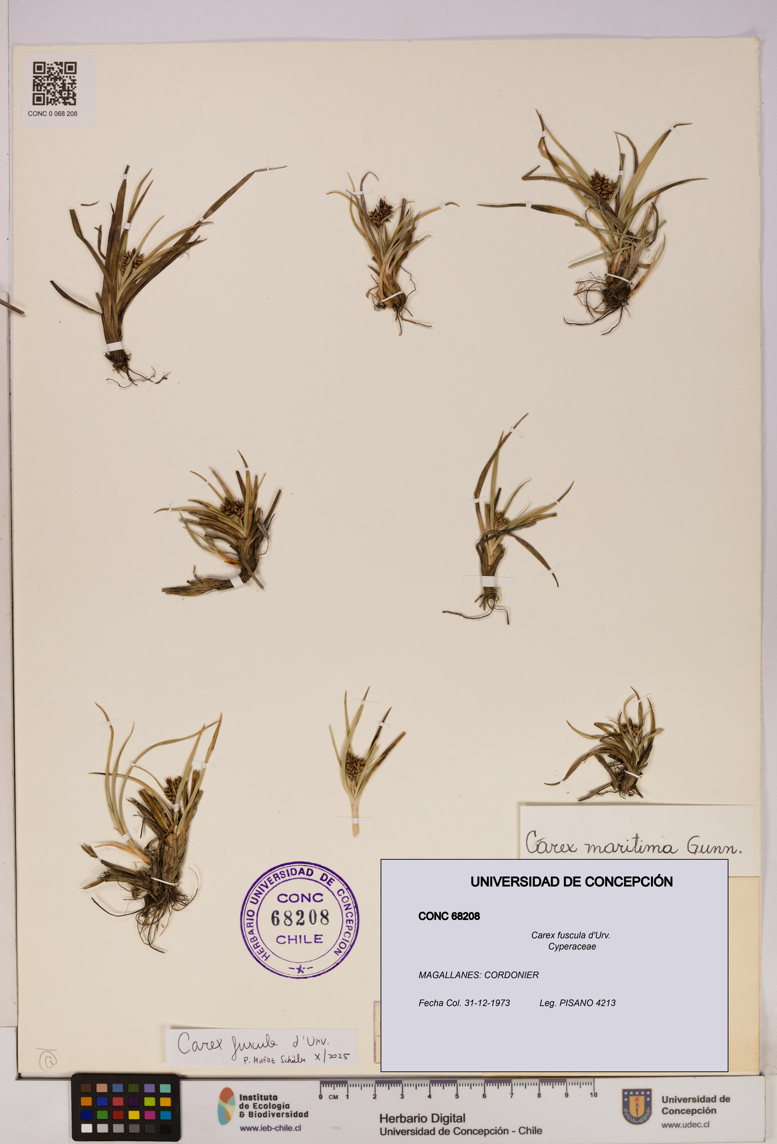 Carex fuscula [Espécimen: UDEC:CONC:0068208]