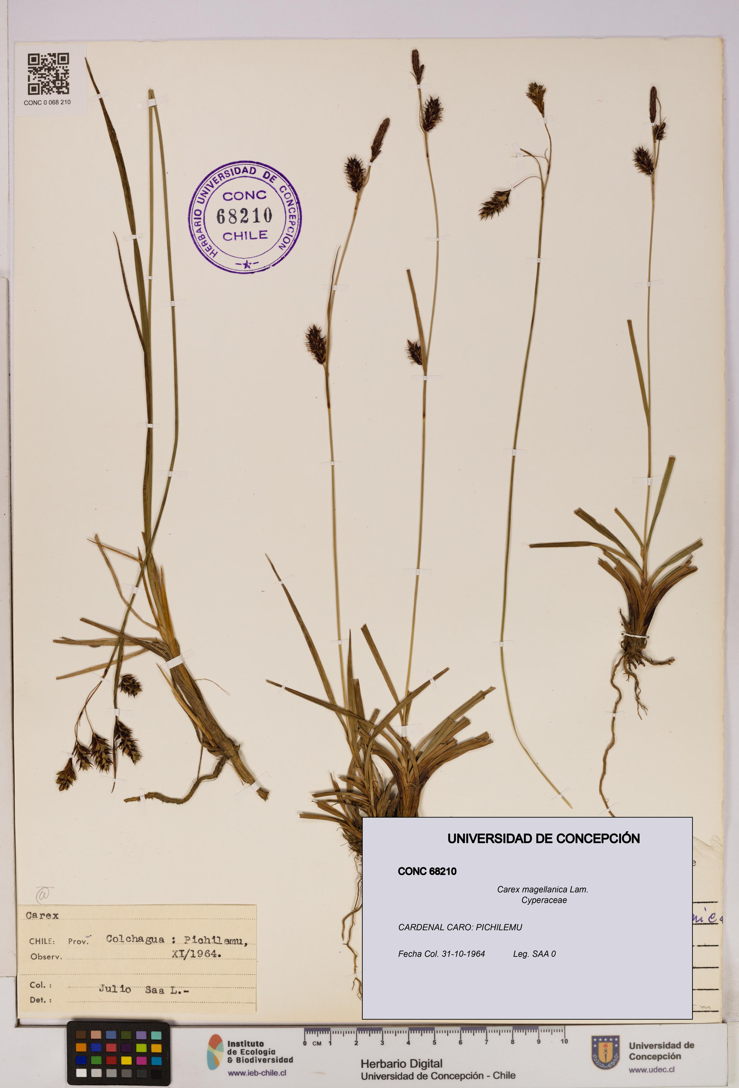 Carex magellanica [Espécimen: UDEC:CONC:0068210]