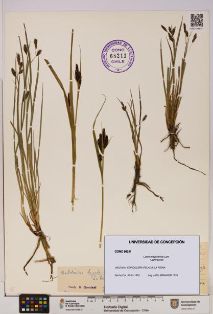 Carex magellanica [Espécimen: UDEC:CONC:0068211]